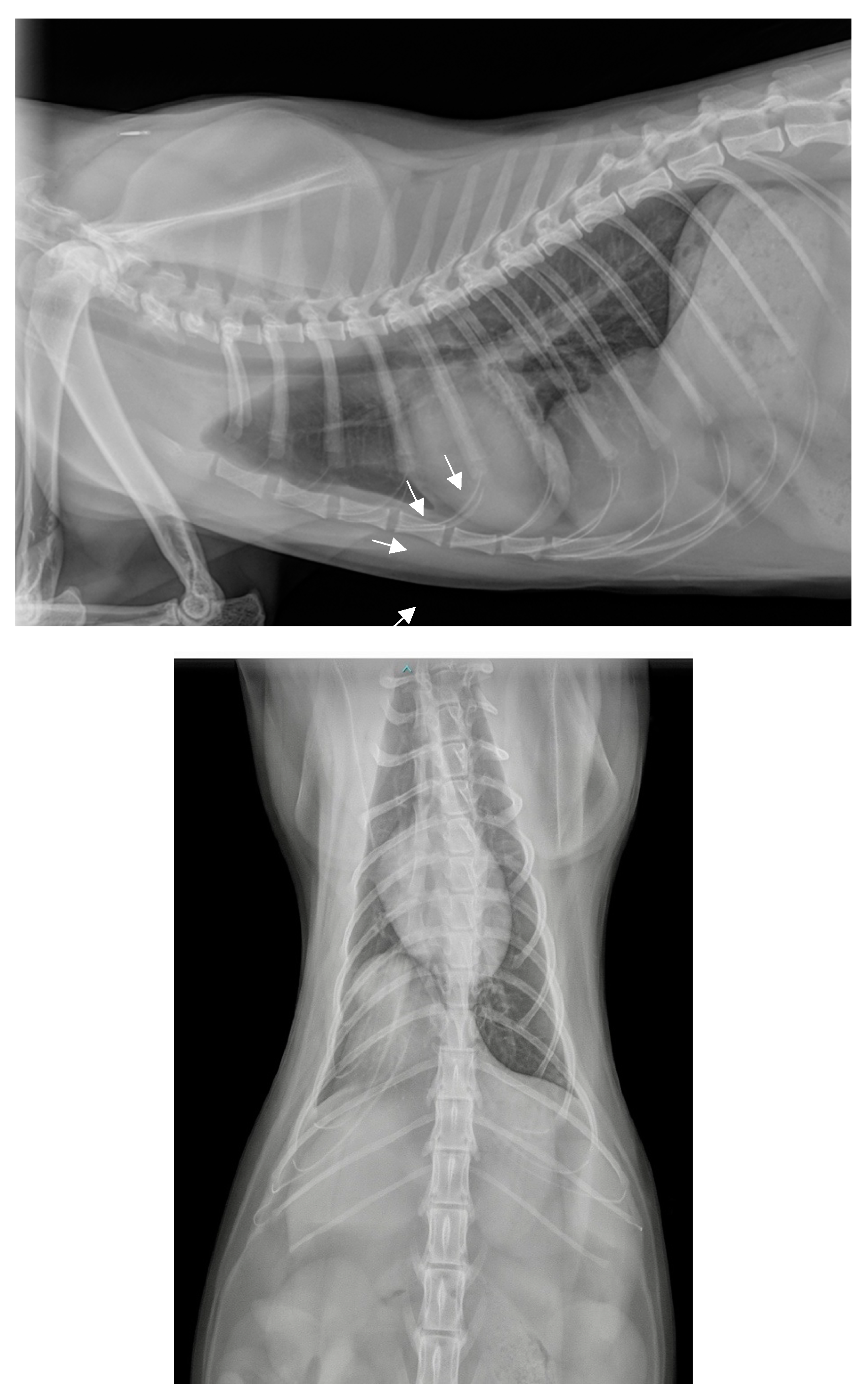 Preprints 96394 g001