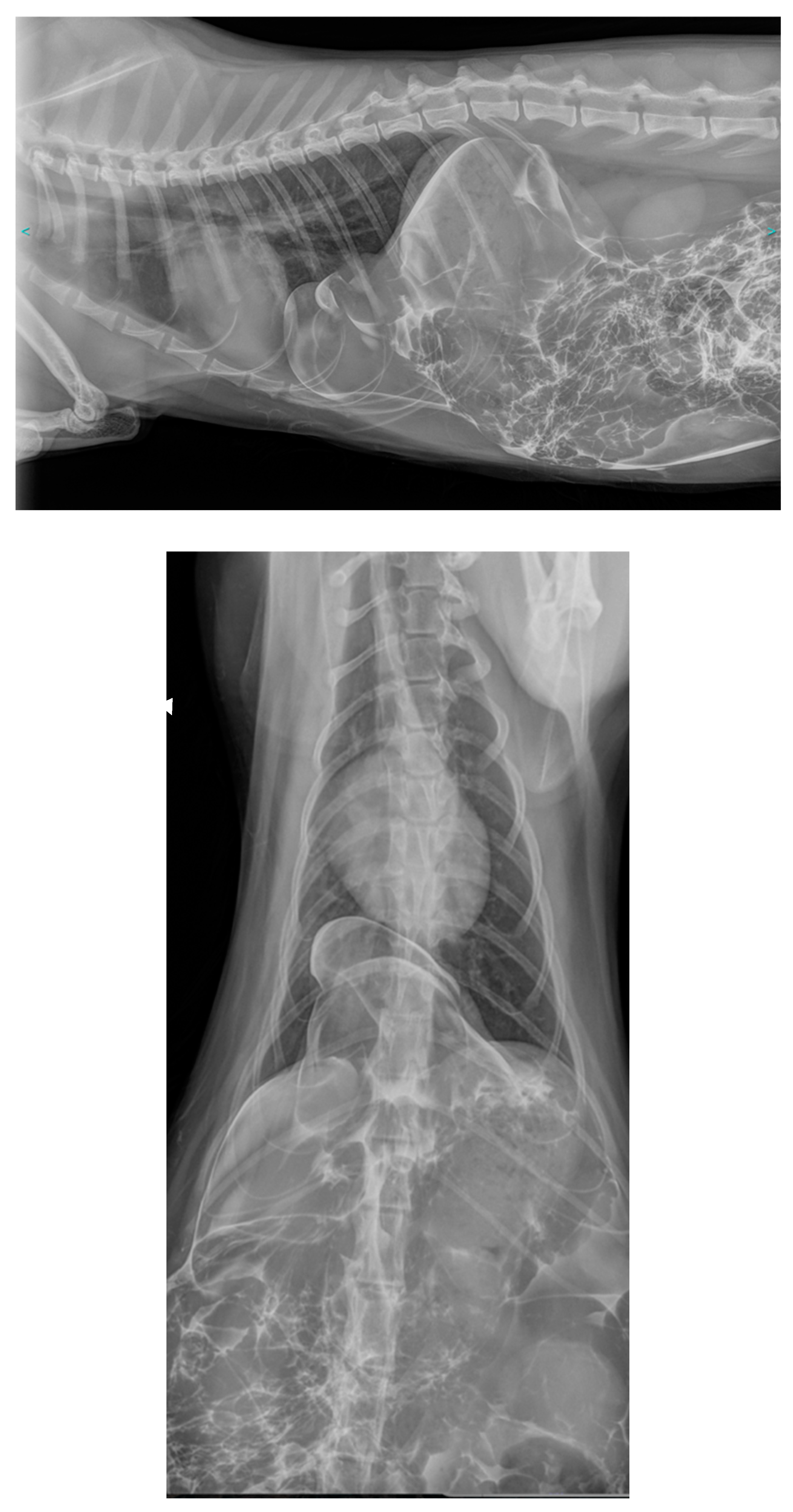 Preprints 96394 g002