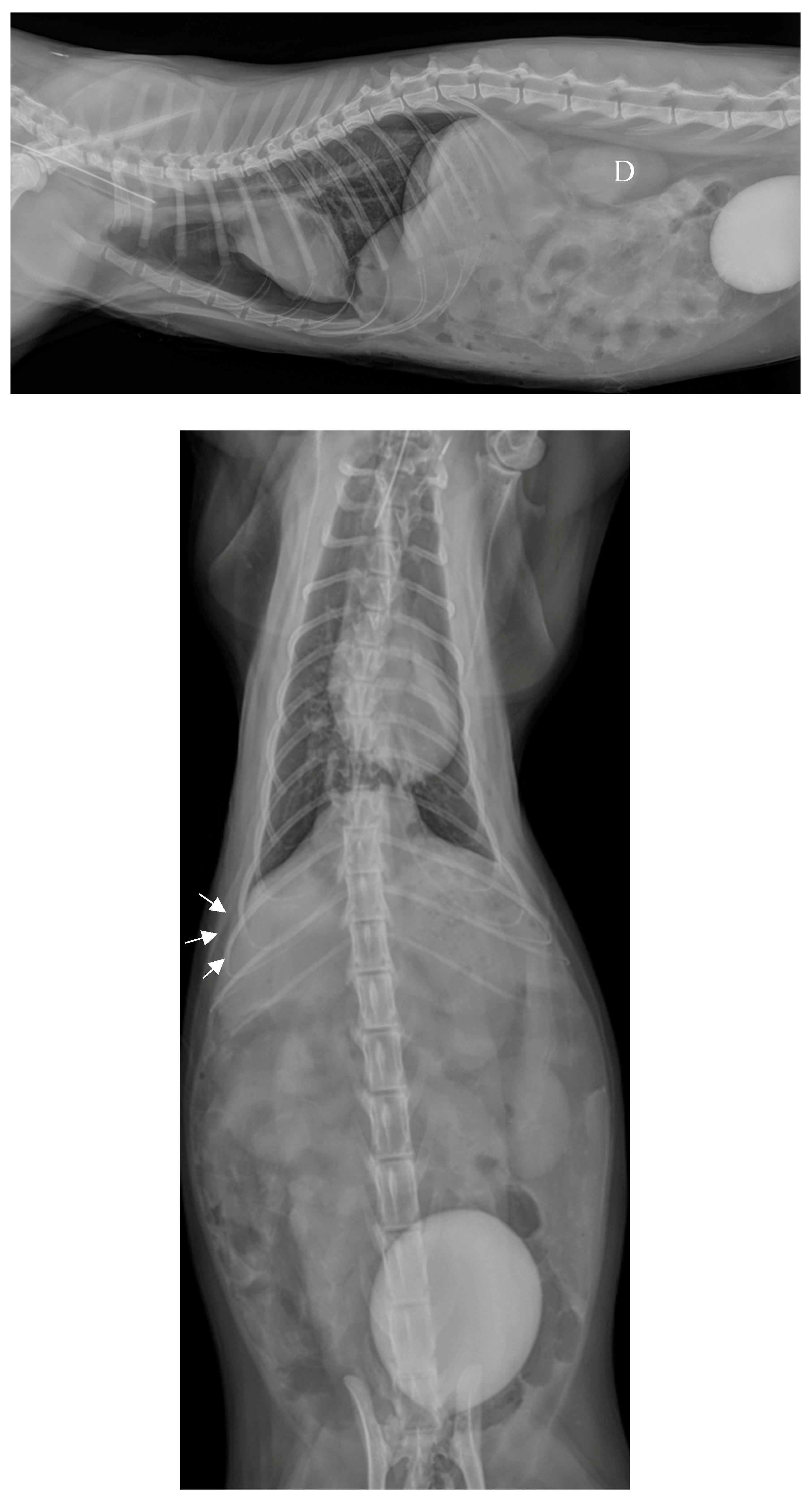 Preprints 96394 g003