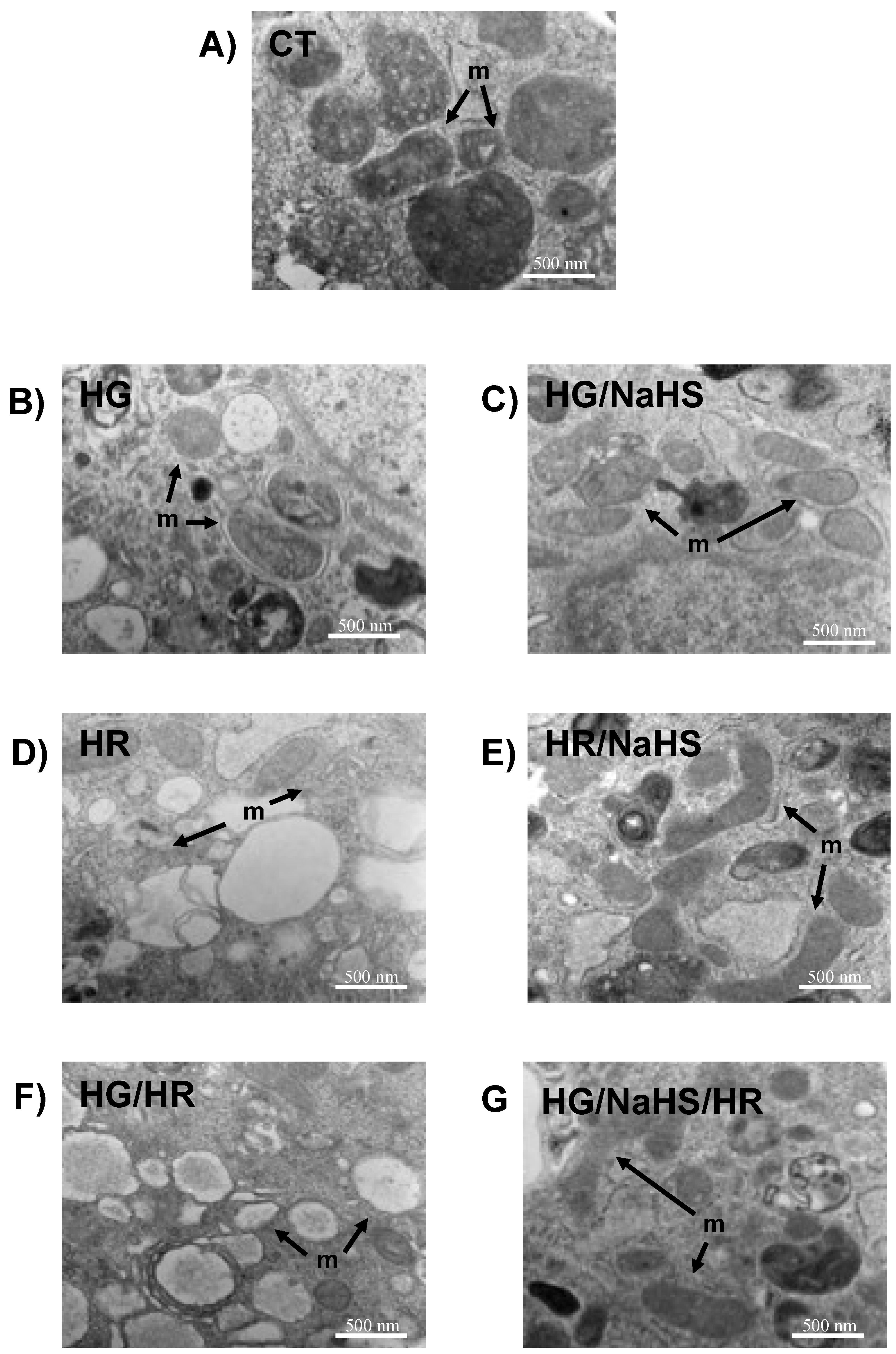 Preprints 146468 g011