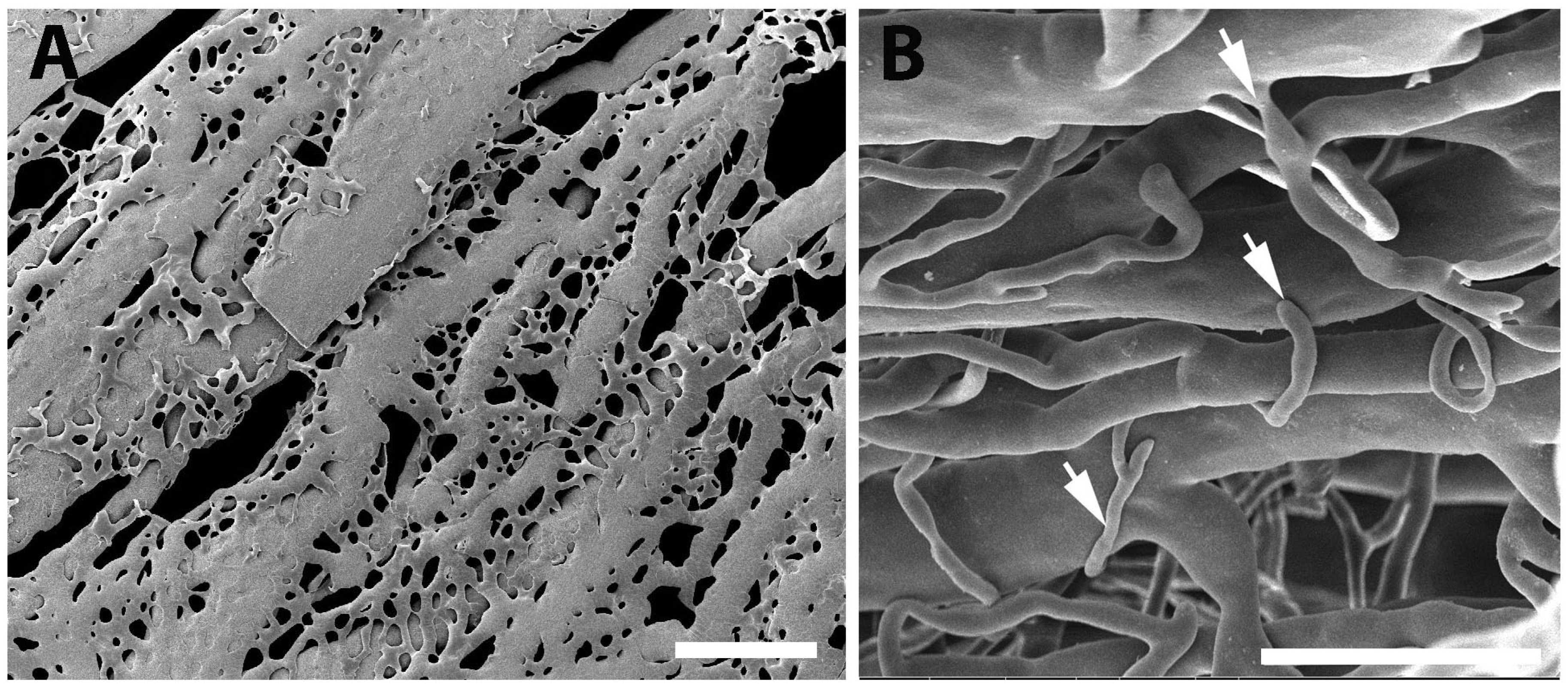Preprints 92469 g009