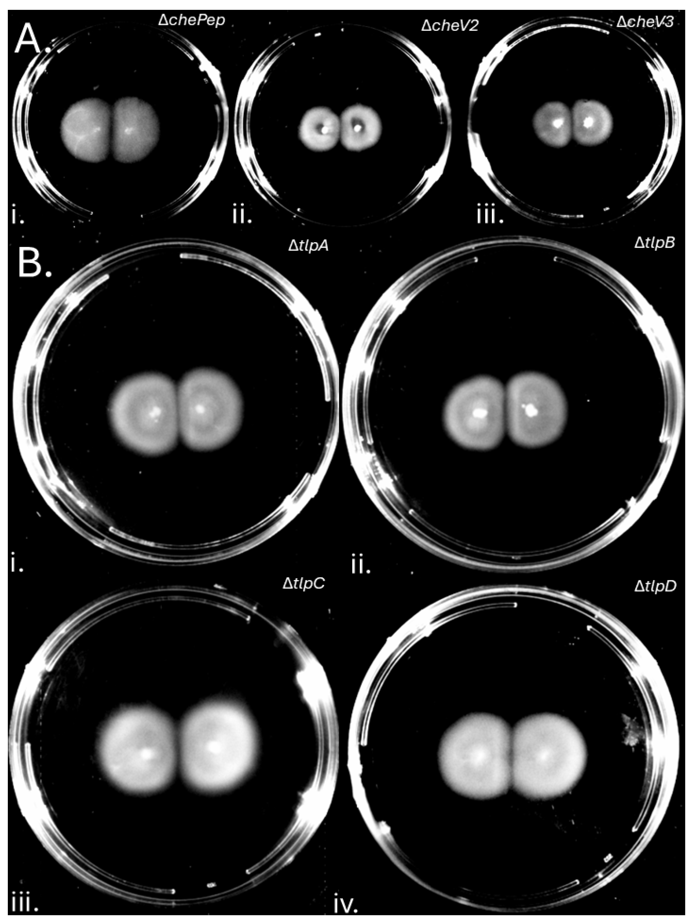 Preprints 154544 g002