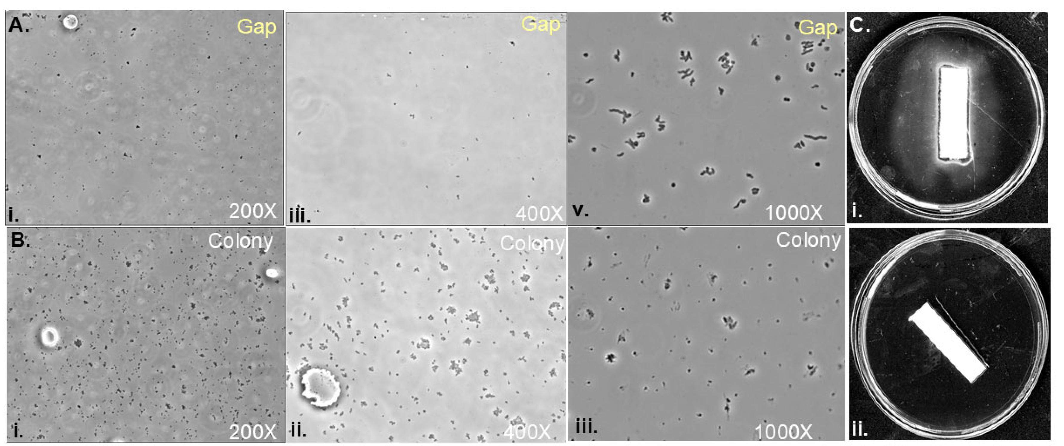 Preprints 154544 g004