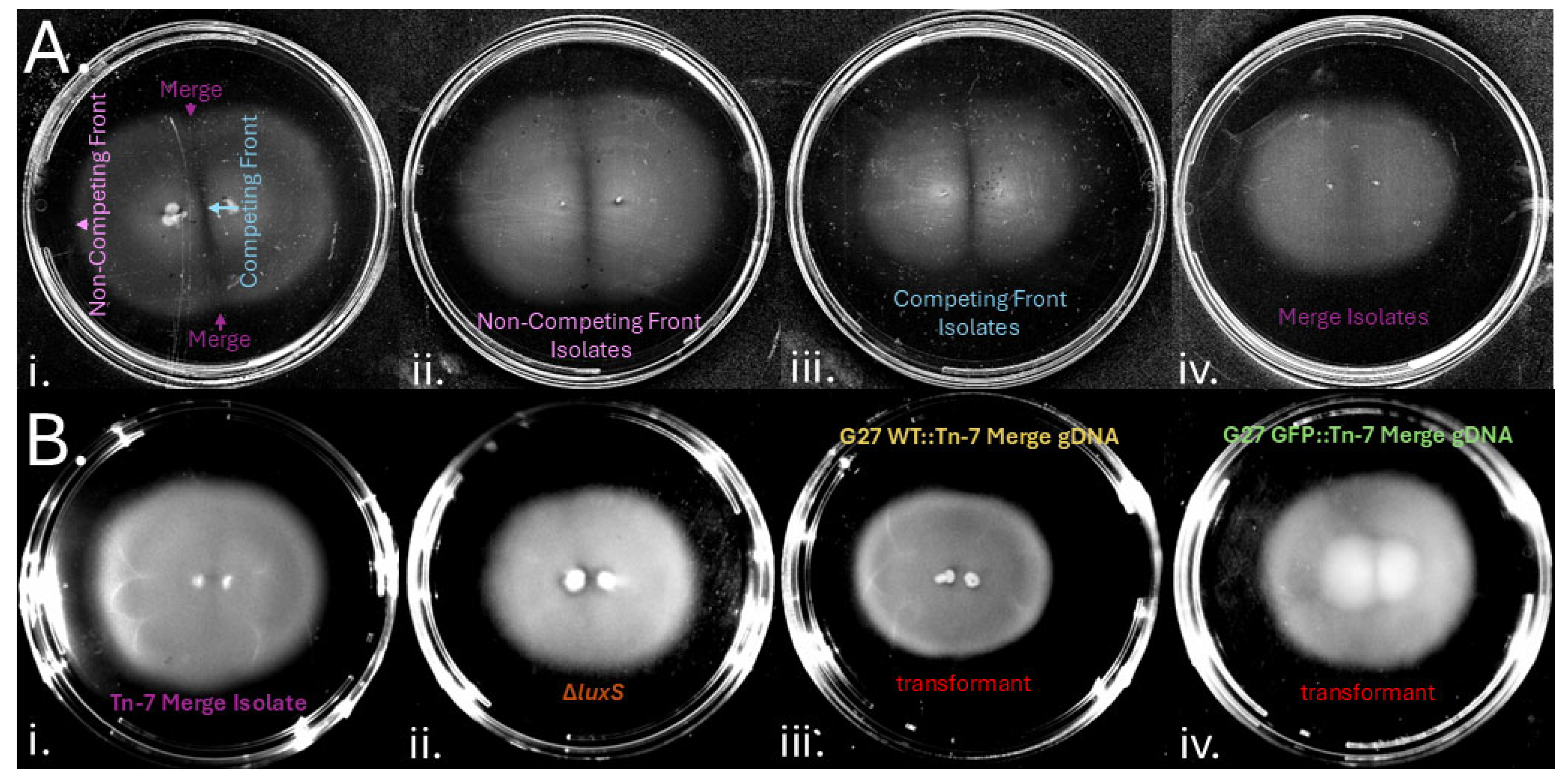 Preprints 154544 g006
