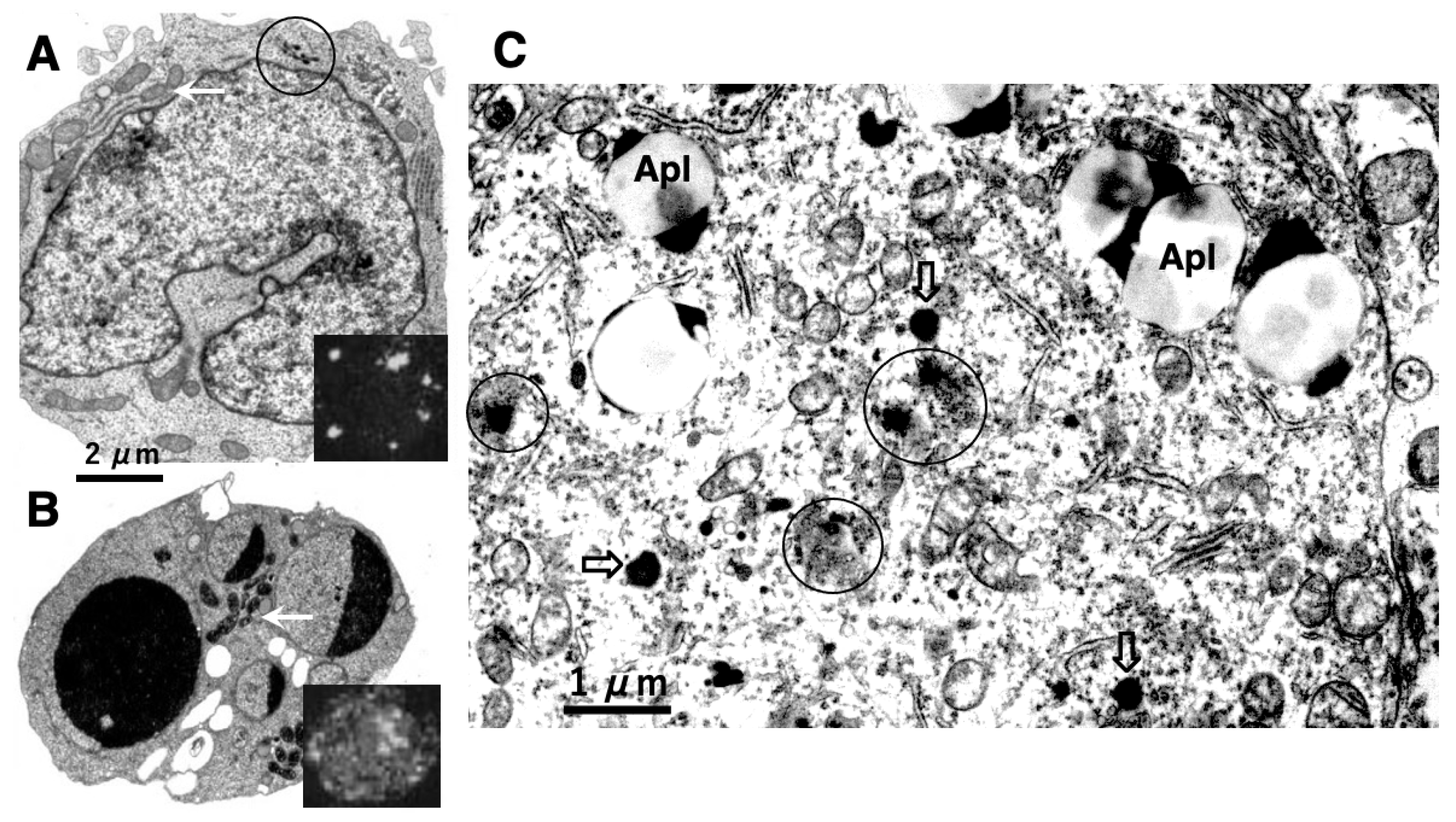 Preprints 160225 g002