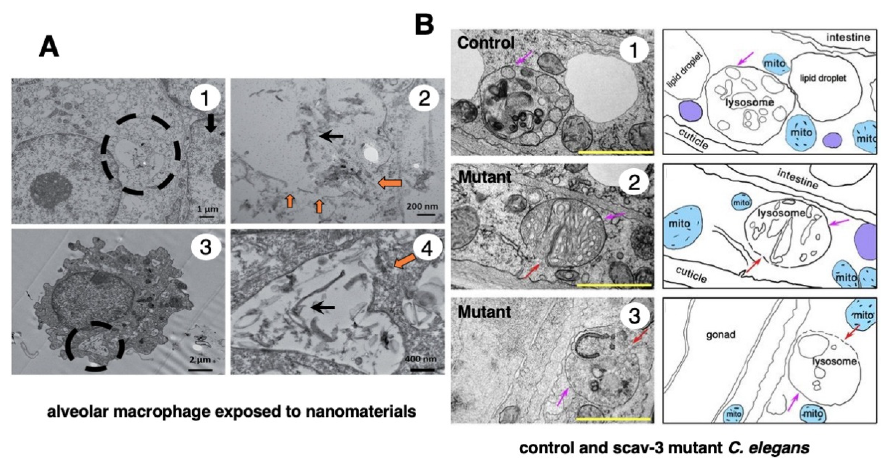 Preprints 160225 g004