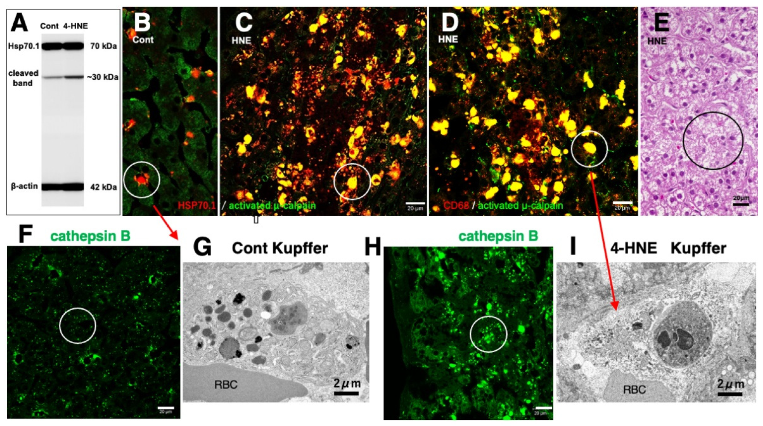Preprints 160225 g007
