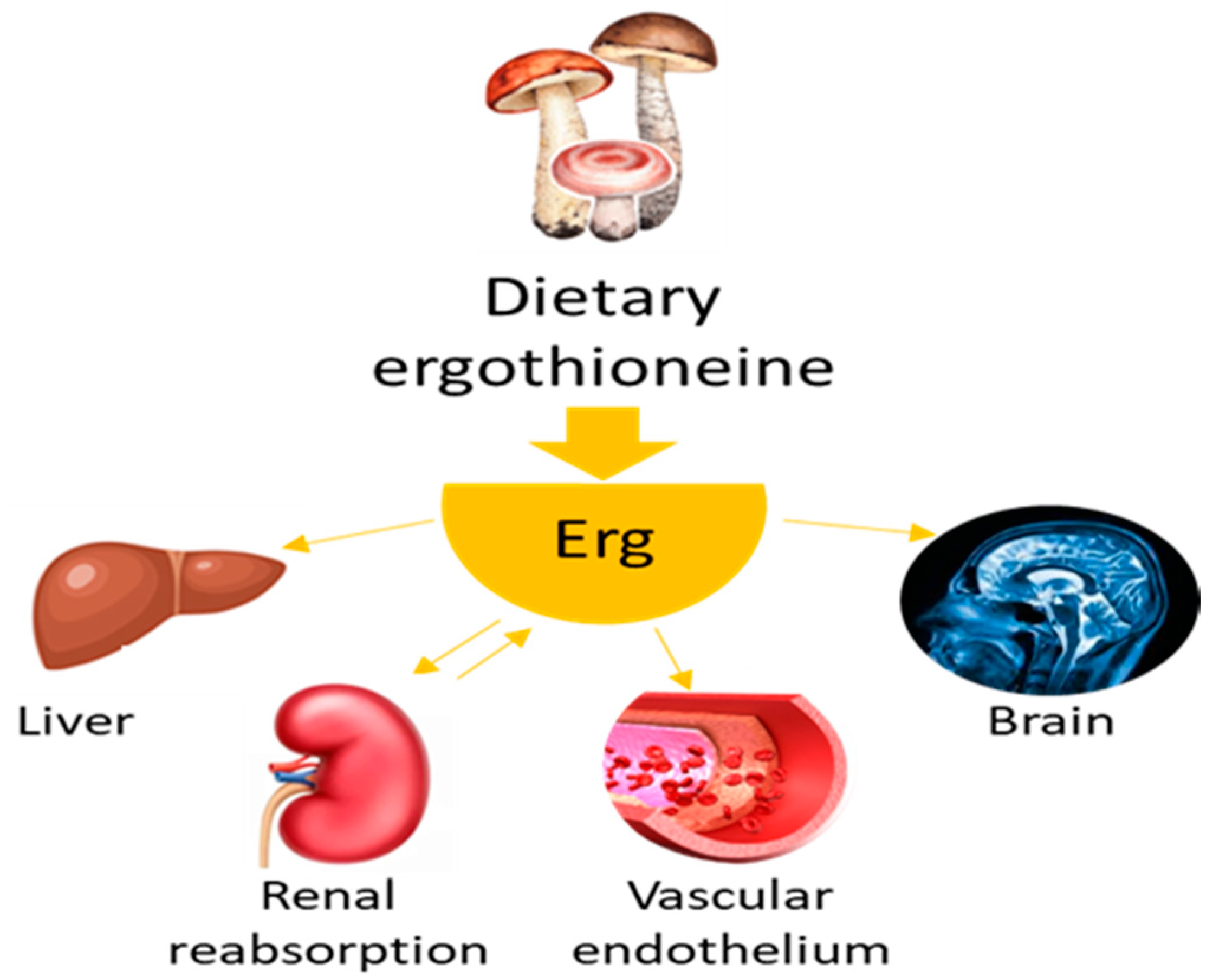 Preprints 86070 g001