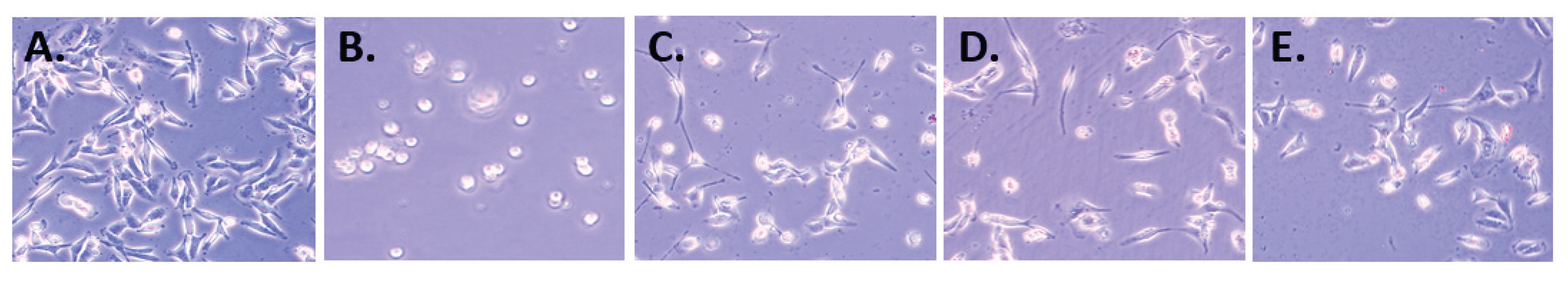Preprints 160493 g012
