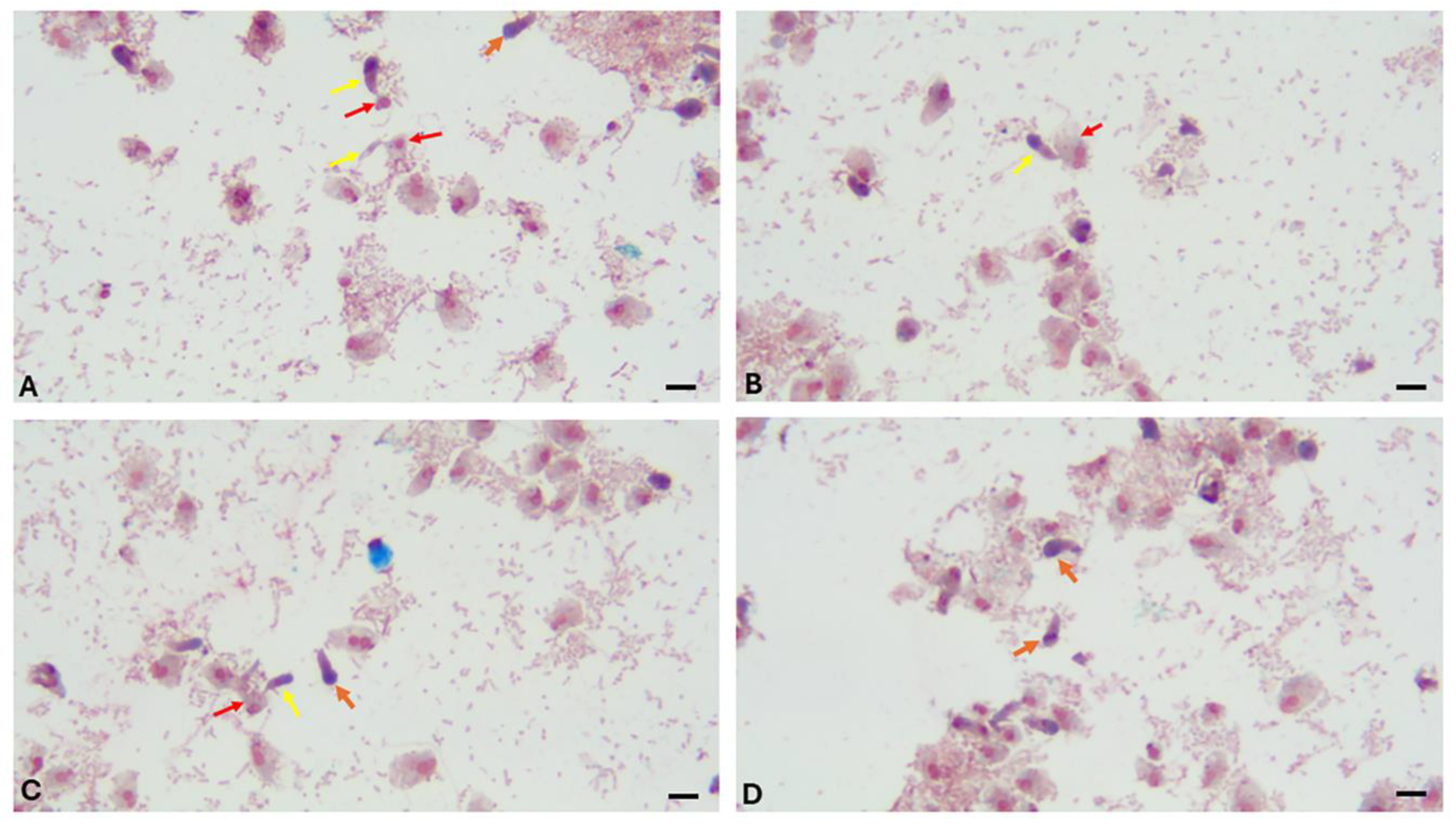Preprints 141588 g001
