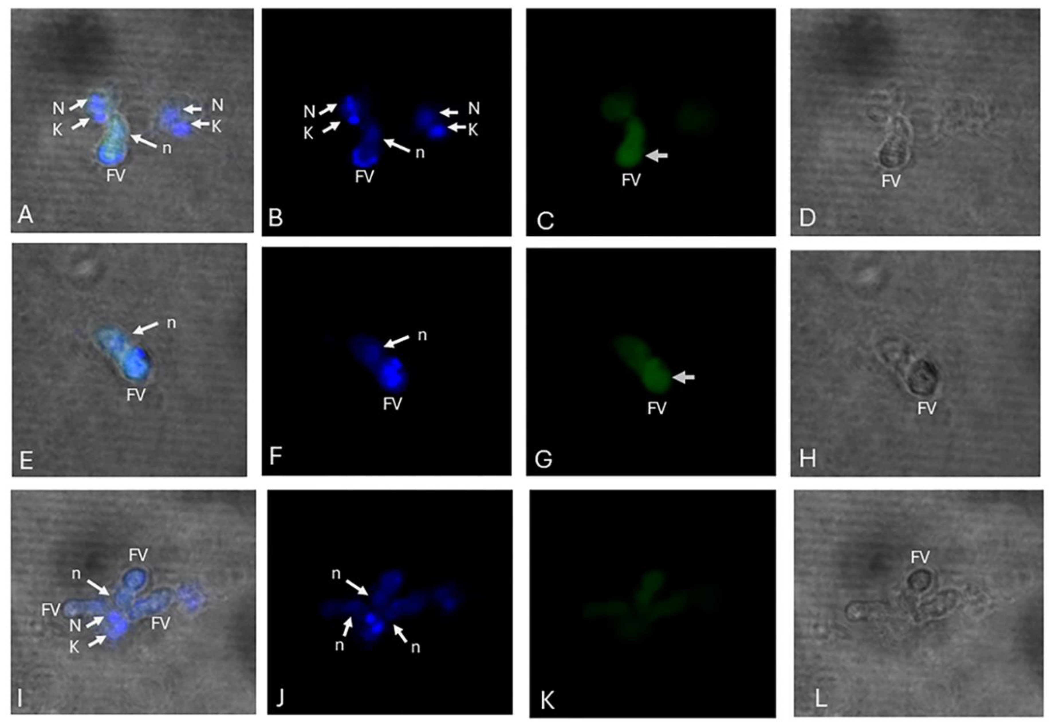 Preprints 141588 g003