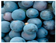 Preprints 145344 i005