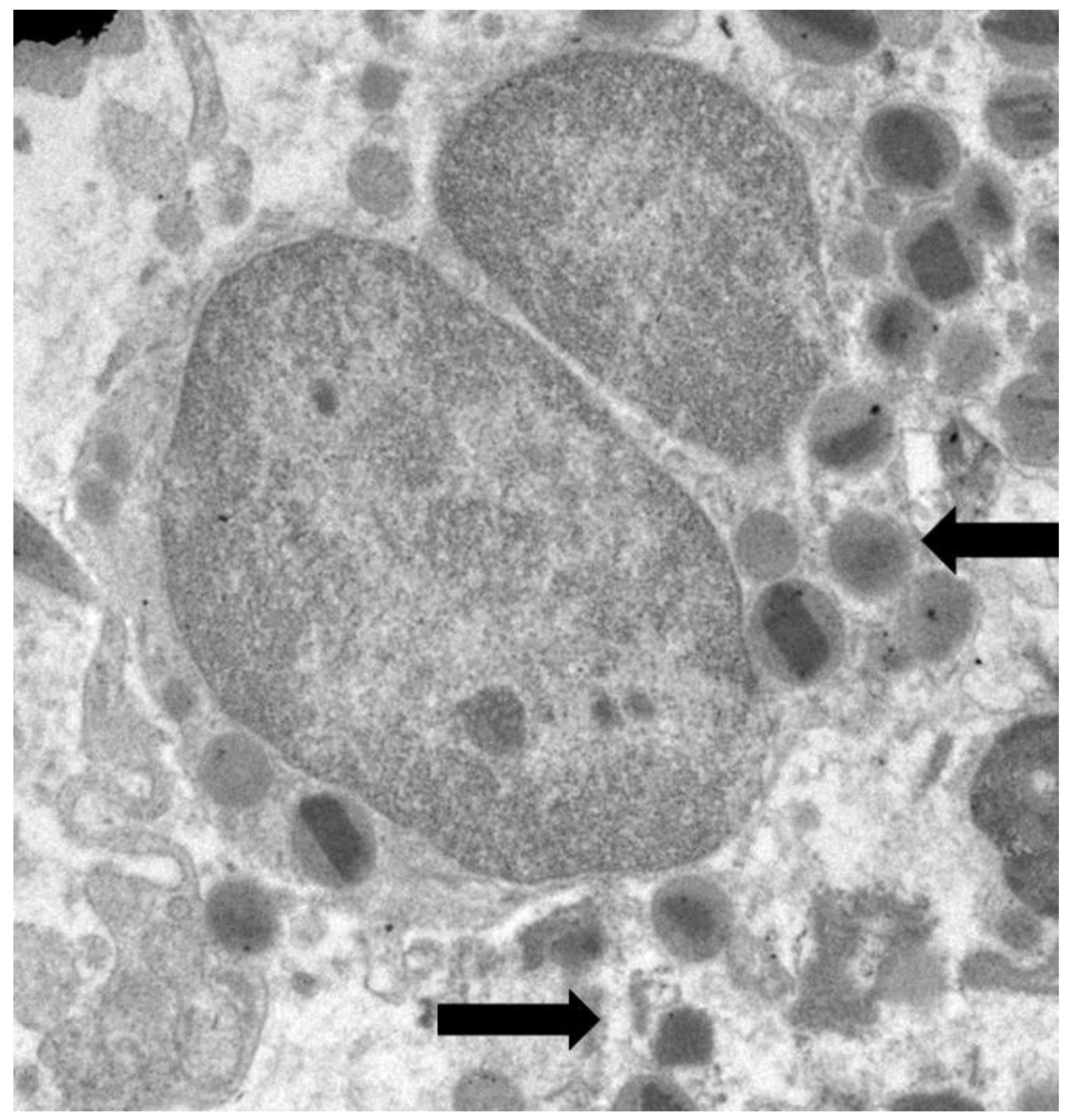 Preprints 171646 g001