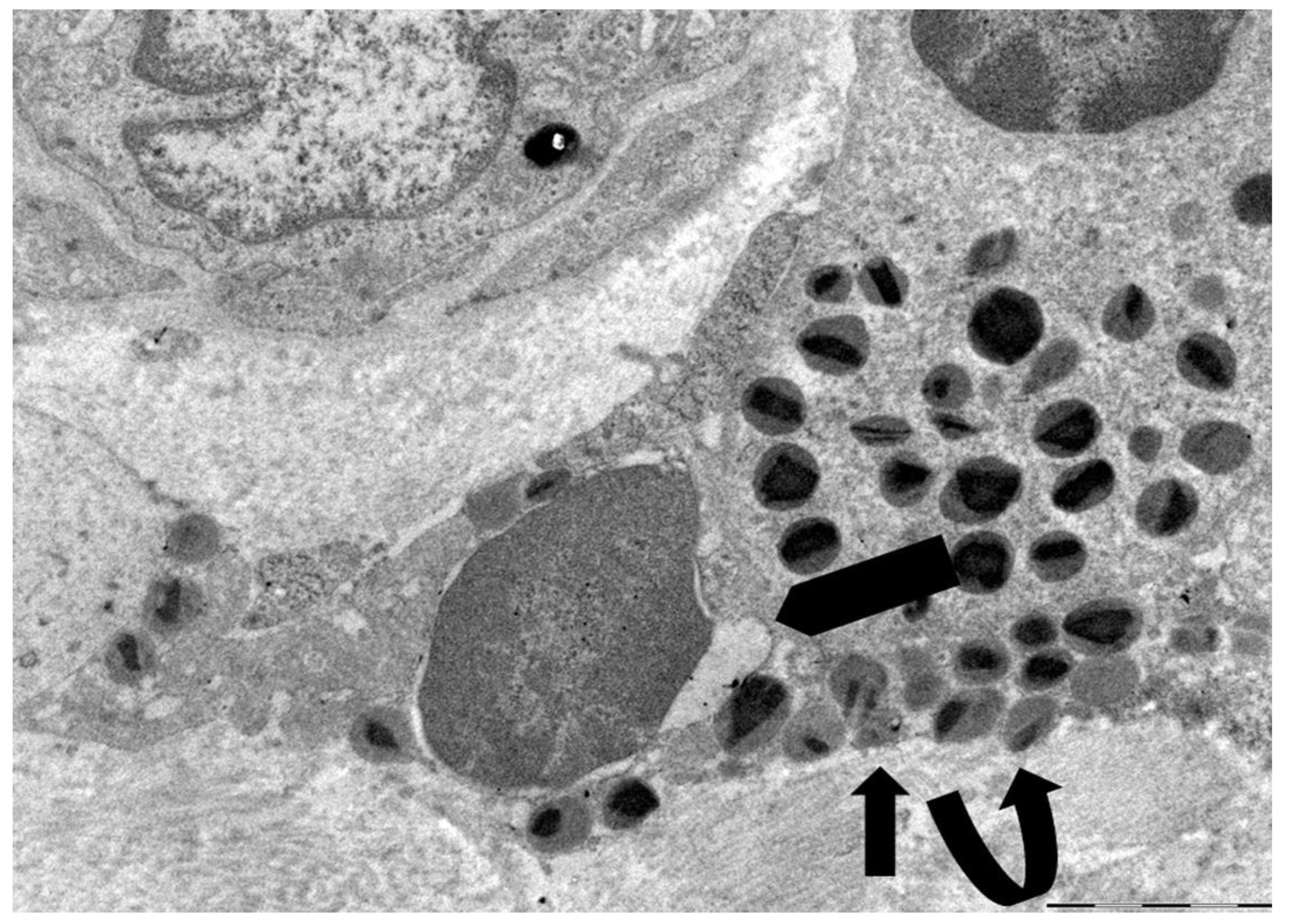 Preprints 171646 g002
