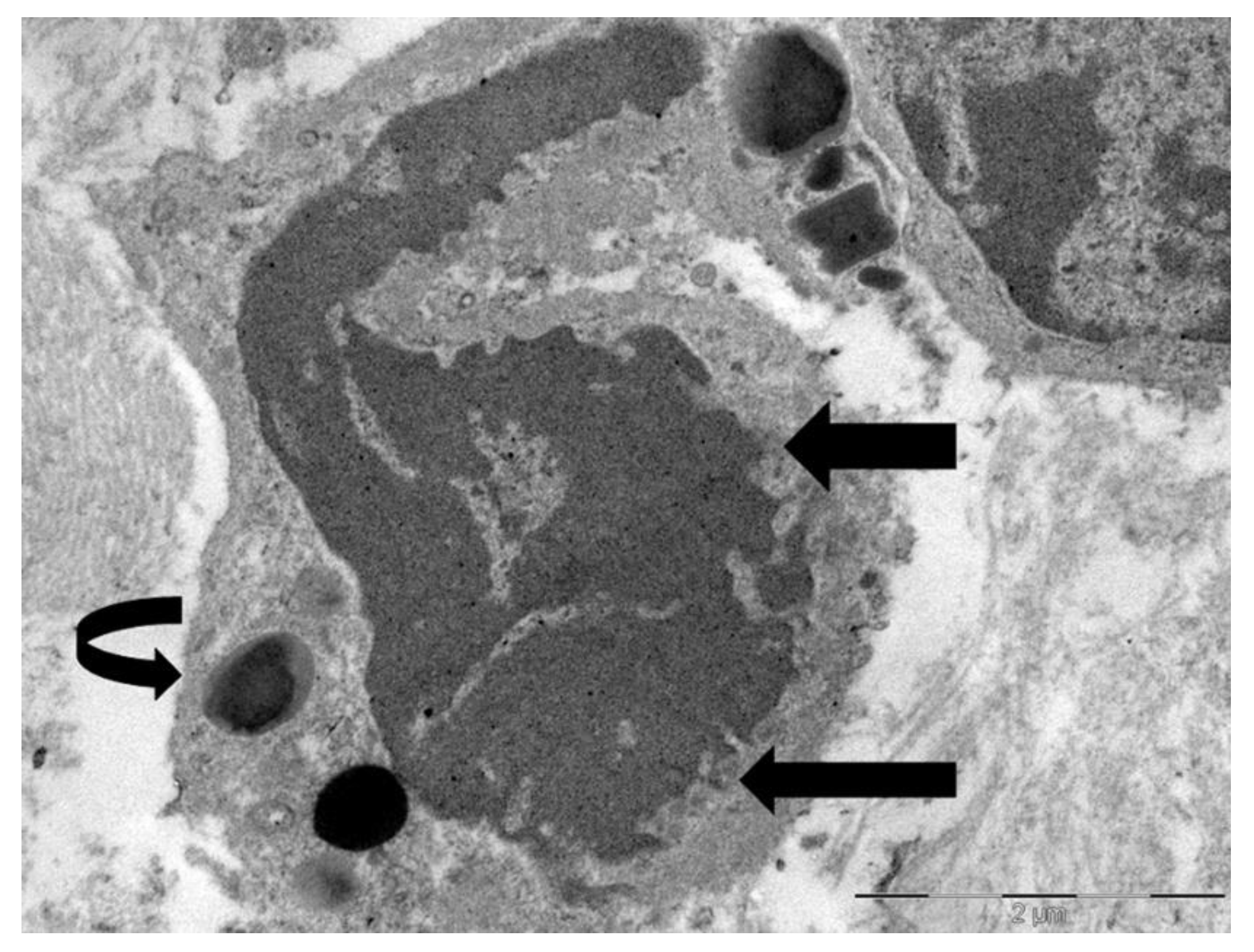 Preprints 171646 g003