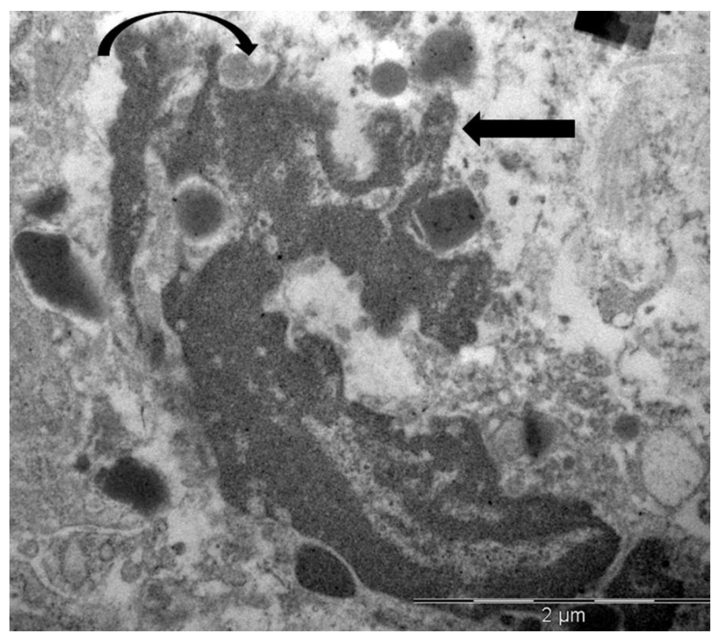 Preprints 171646 g004