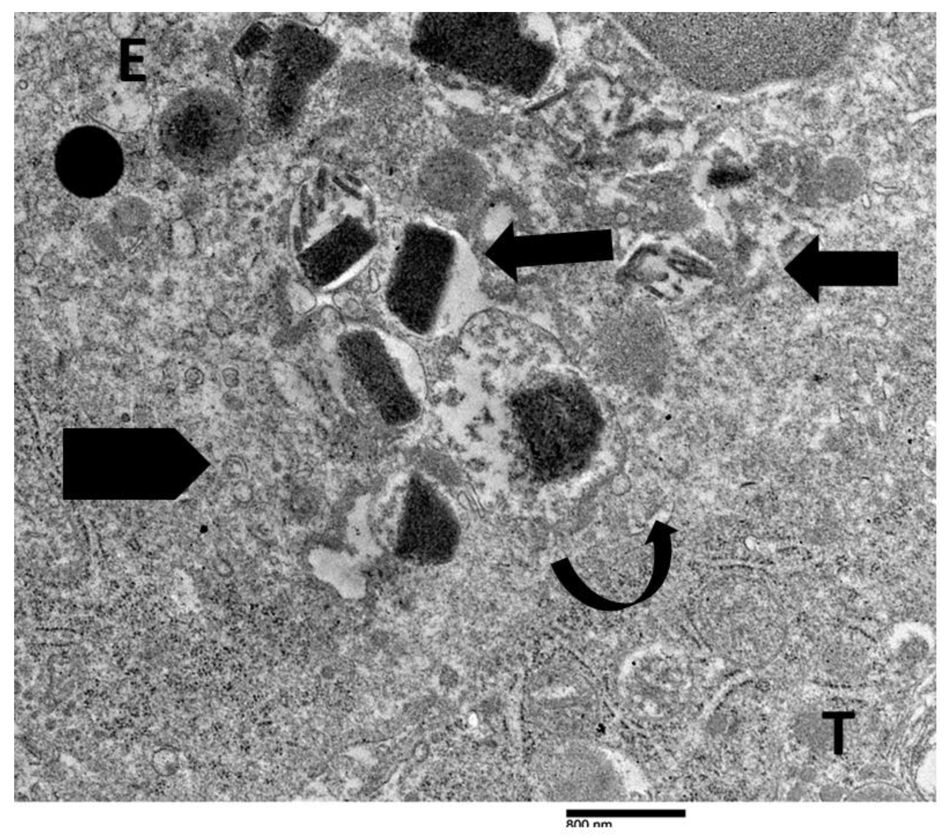Preprints 171646 g005