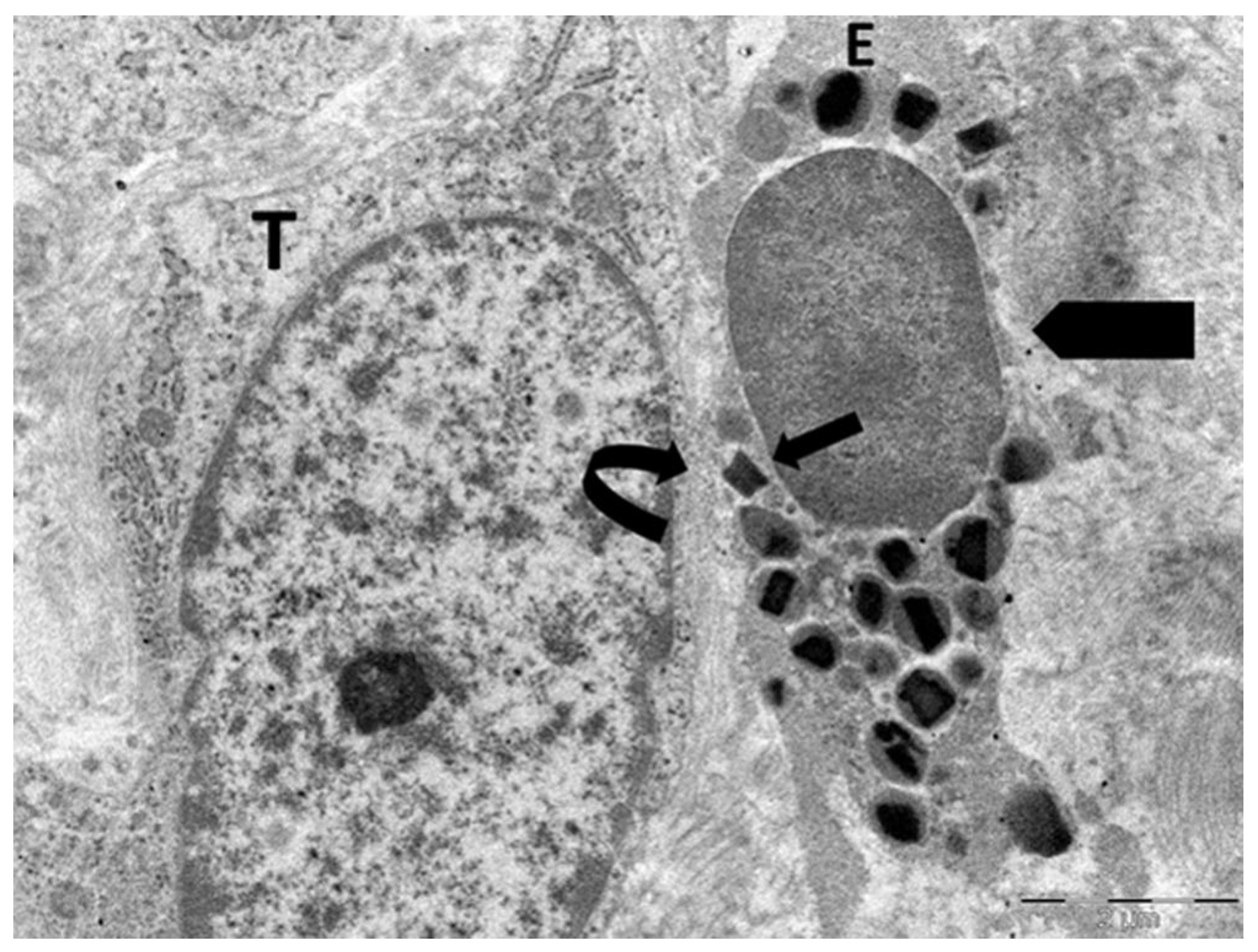 Preprints 171646 g006