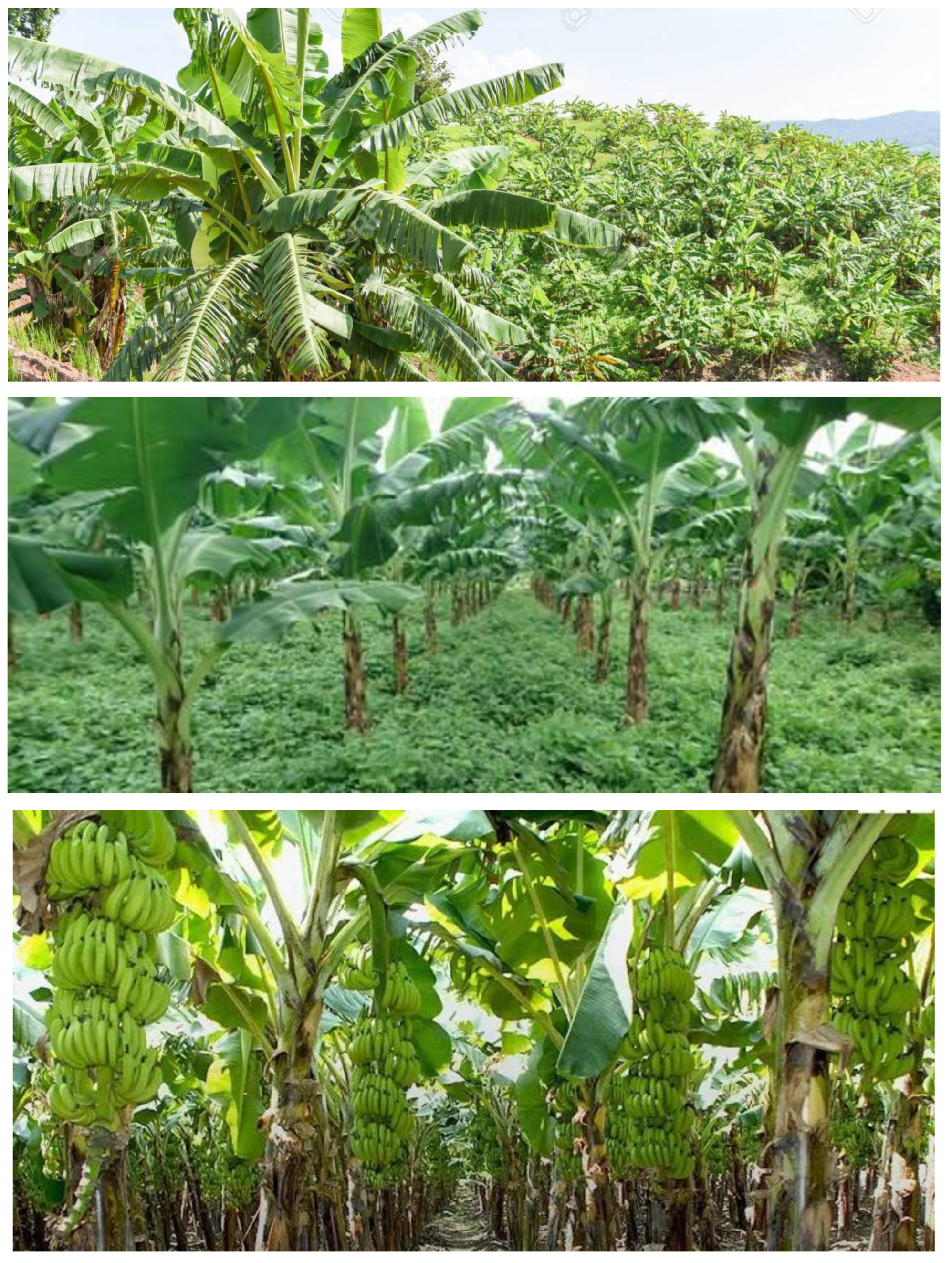 Preprints 159416 g008