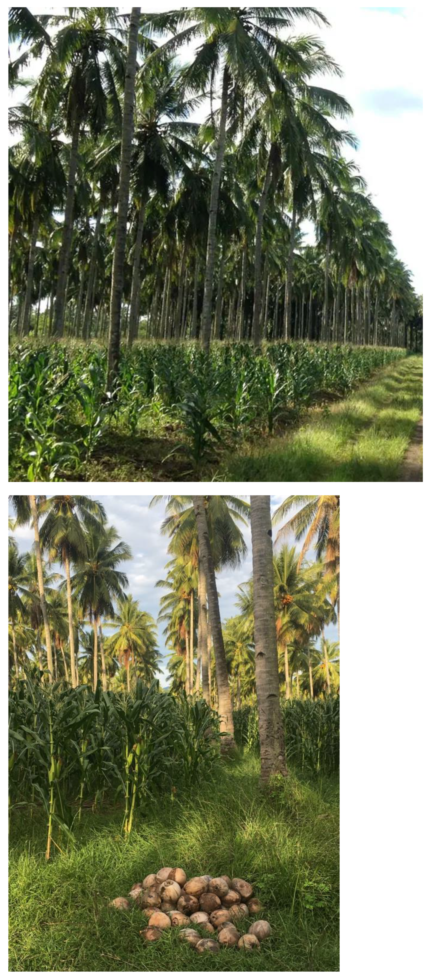 Preprints 159416 g009