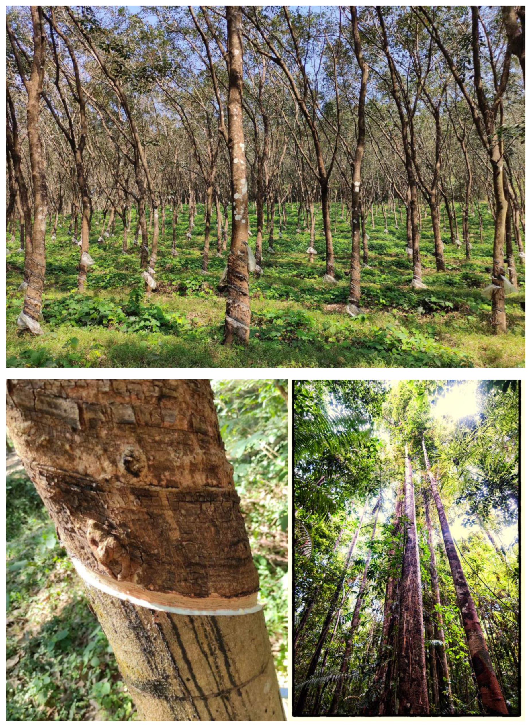 Preprints 159416 g010