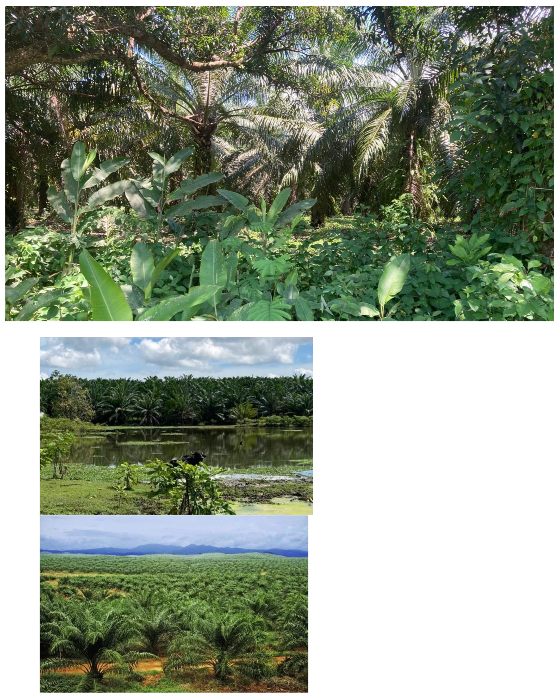 Preprints 159416 g011a