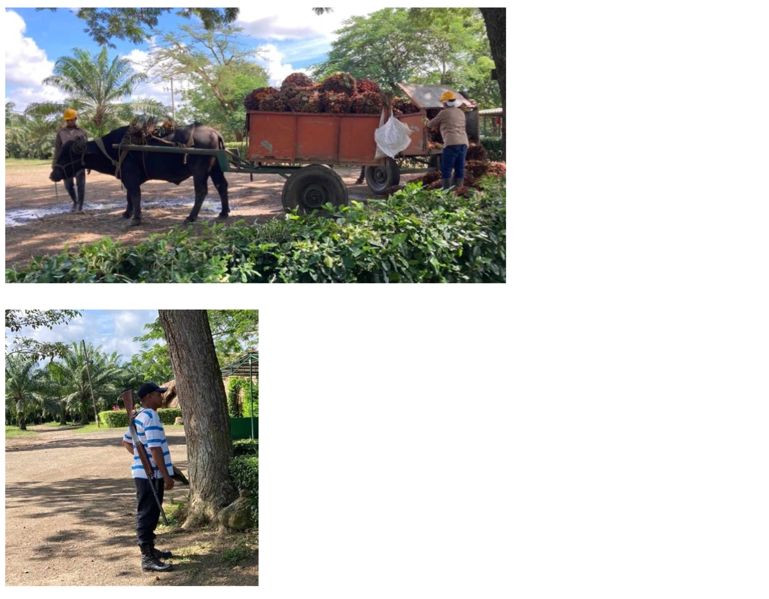 Preprints 159416 g011b