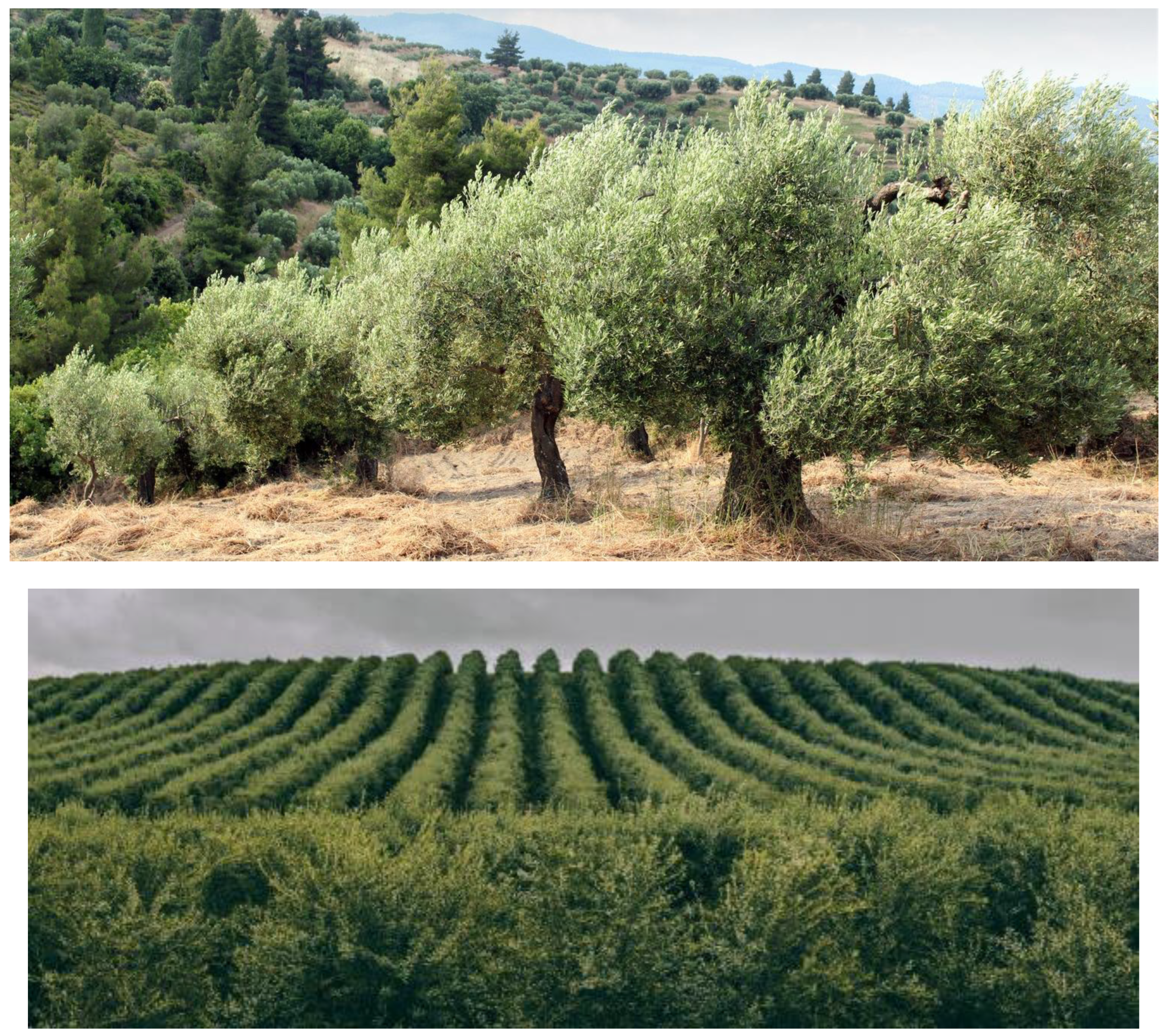 Preprints 159416 g012