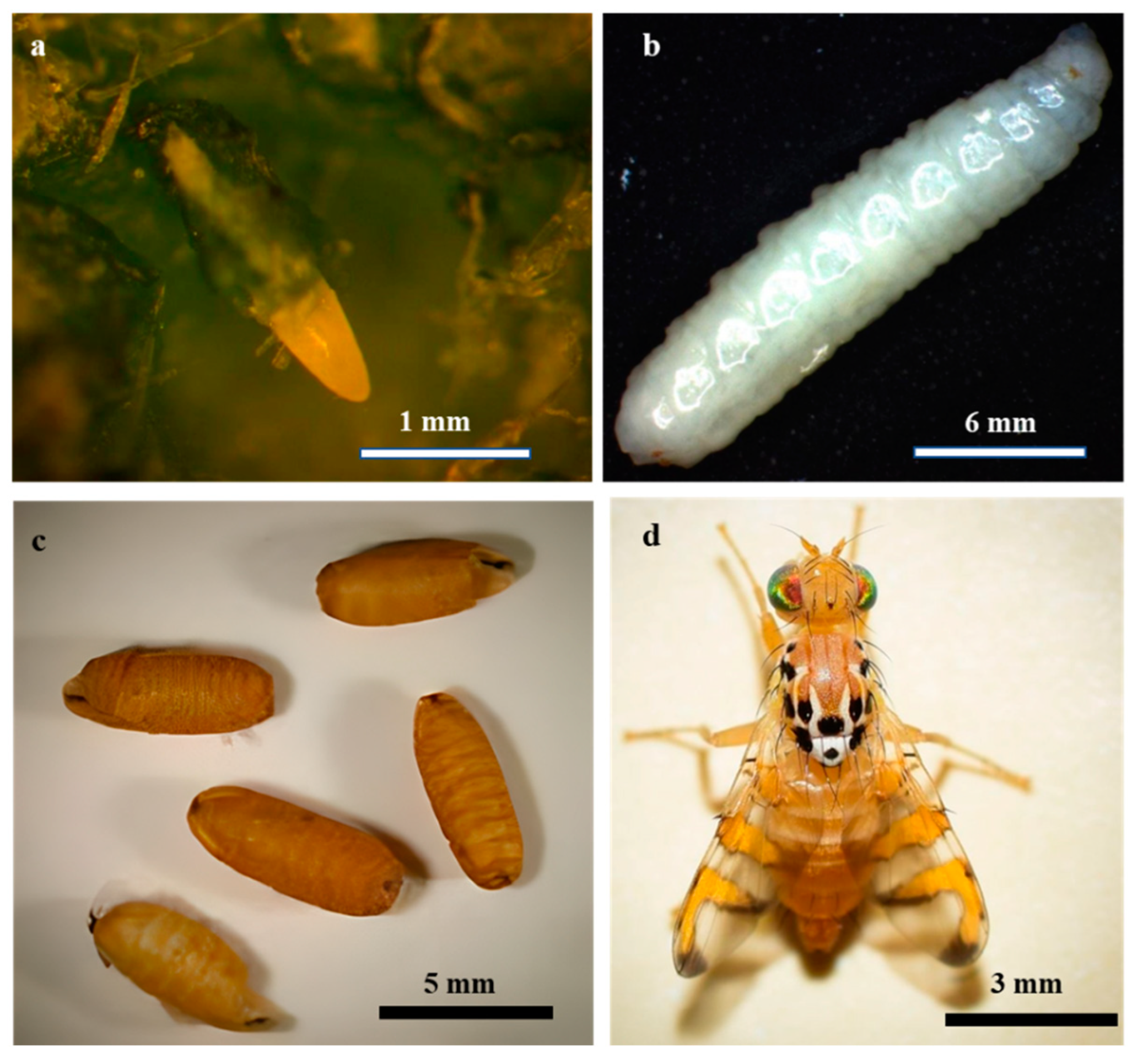 Preprints 155326 g001