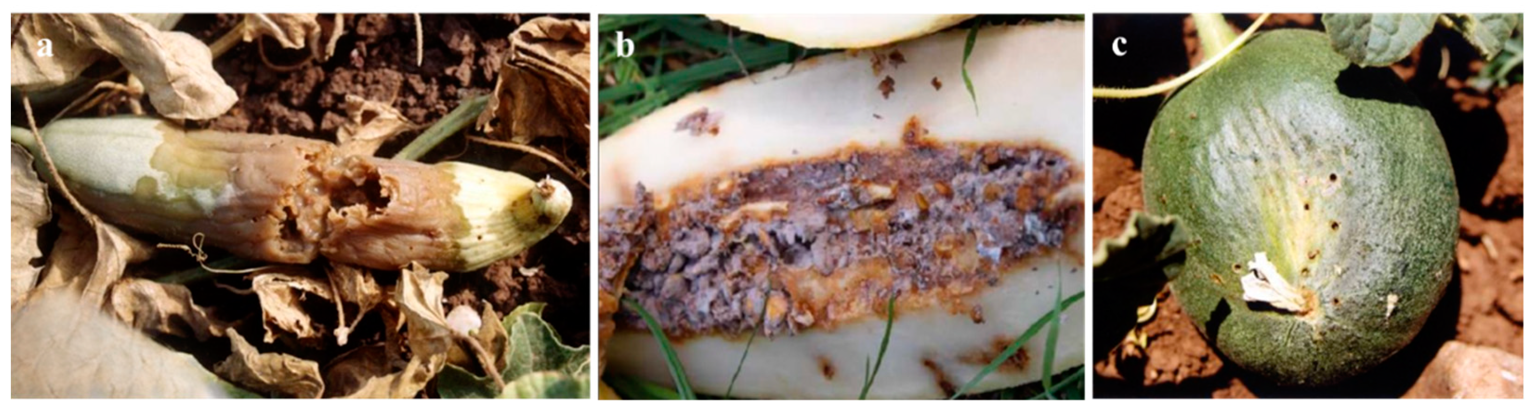 Preprints 155326 g002