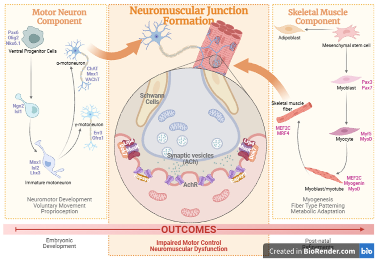 The Motor Neuromuscular Axis: Overlooked Element of Developmental ...