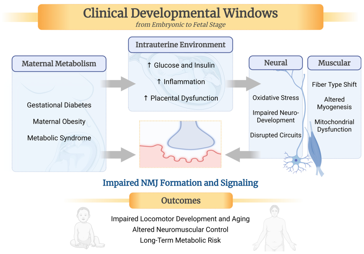 The Motor Neuromuscular Axis: Overlooked Element of Developmental ...