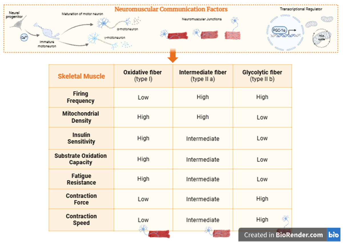 The Motor Neuromuscular Axis: Overlooked Element of Developmental ...