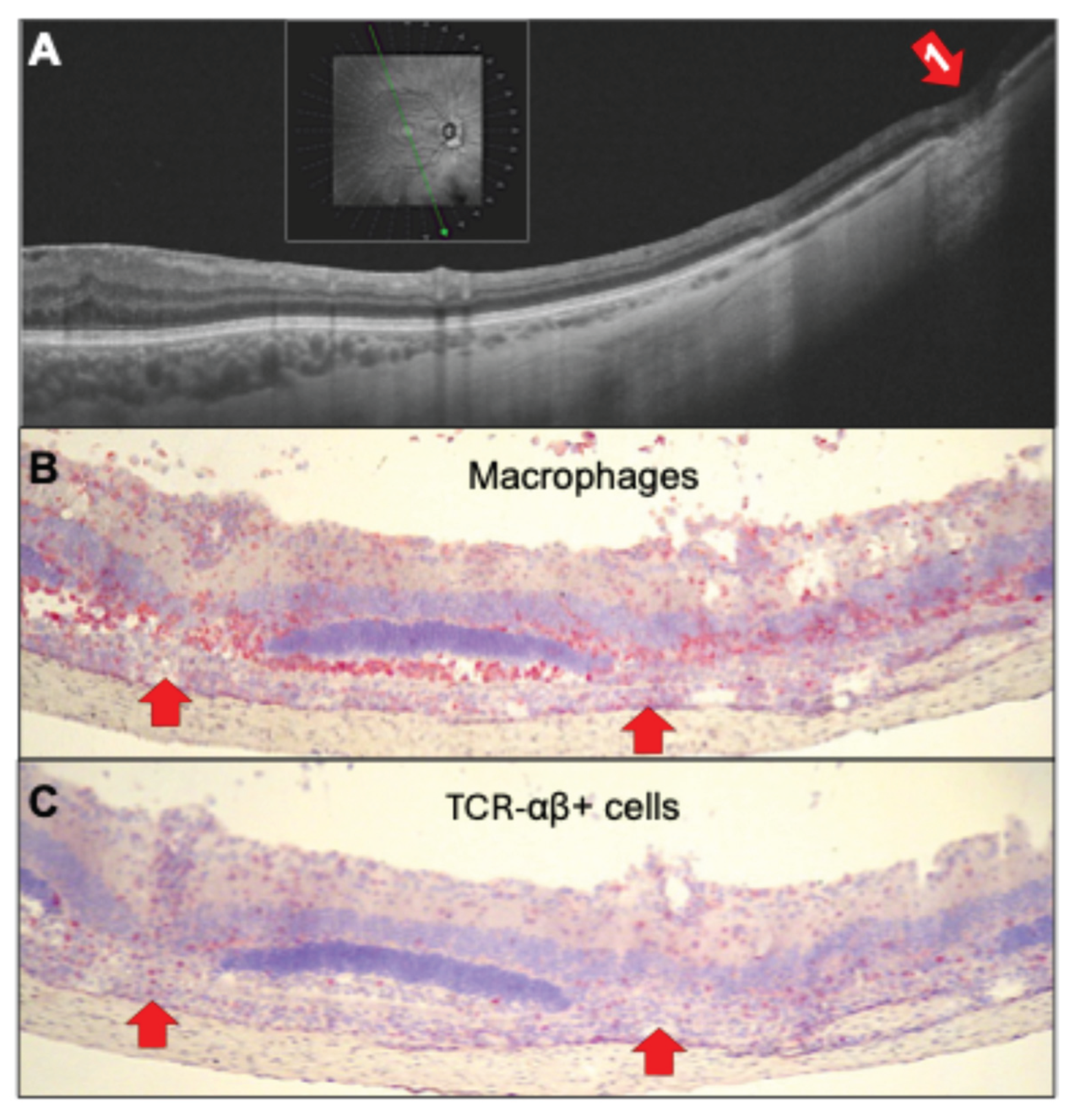 Preprints 190379 g004