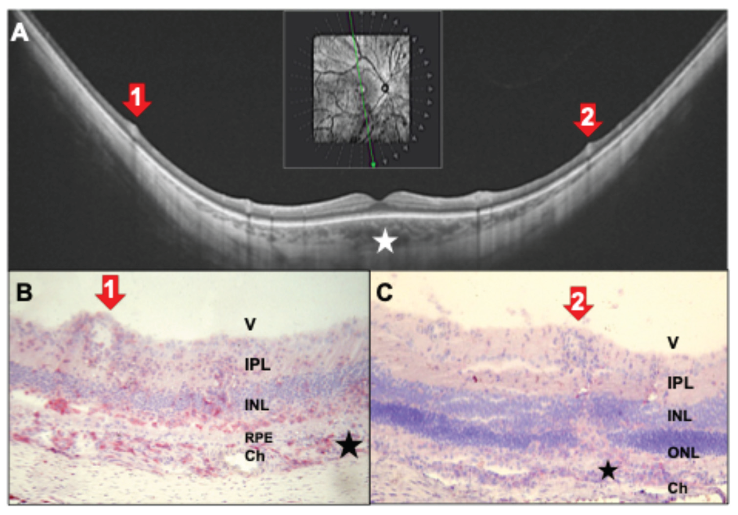 Preprints 190379 g006