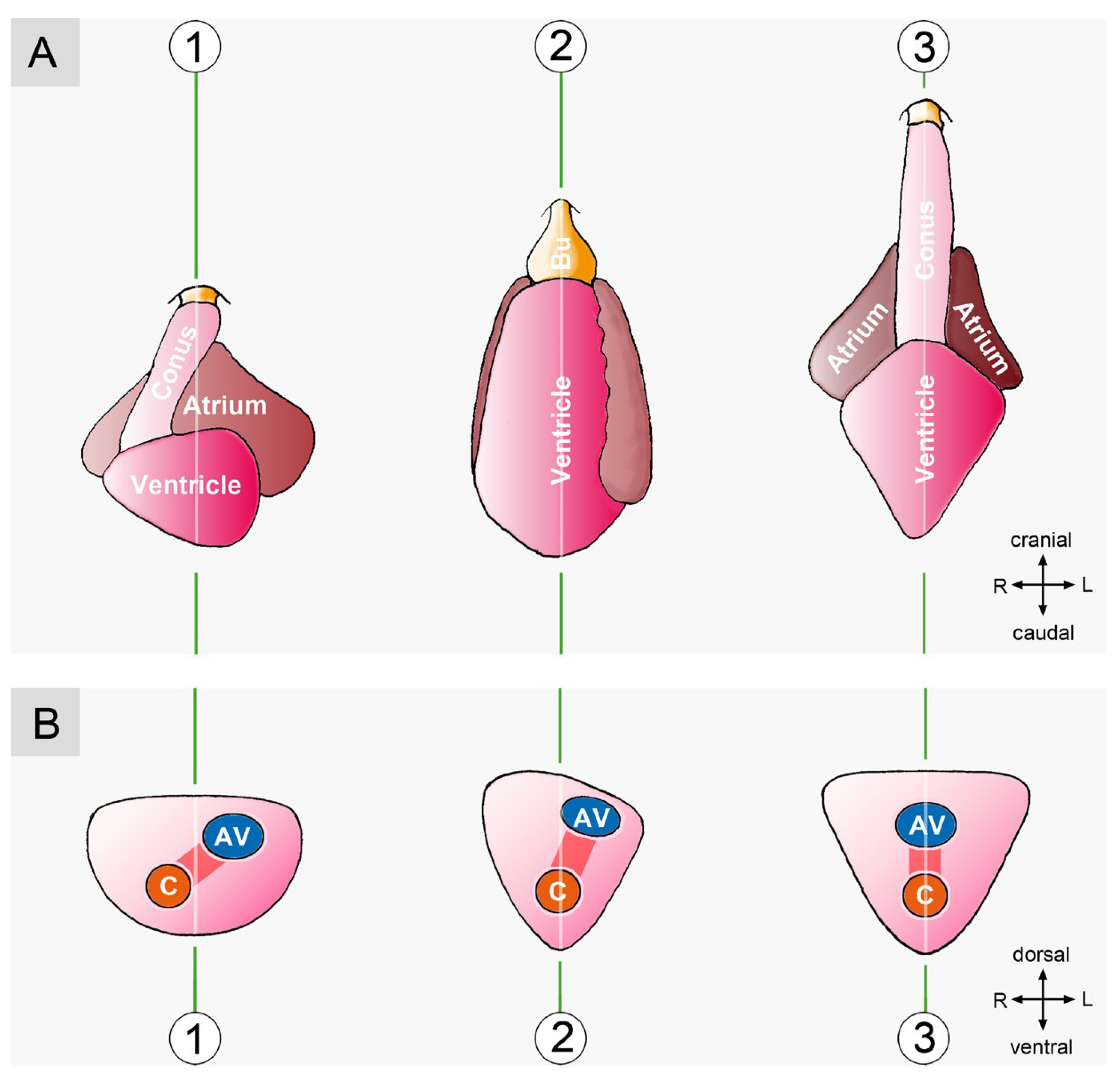Preprints 111885 g008