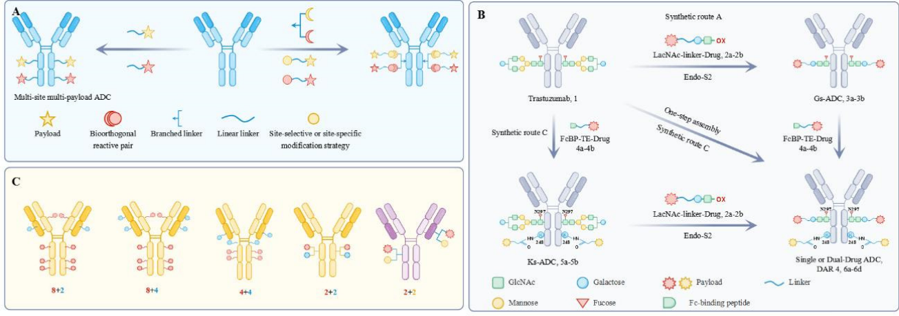 Advancements in Dual-Load Antibody–Drug Conjugates and Challenges