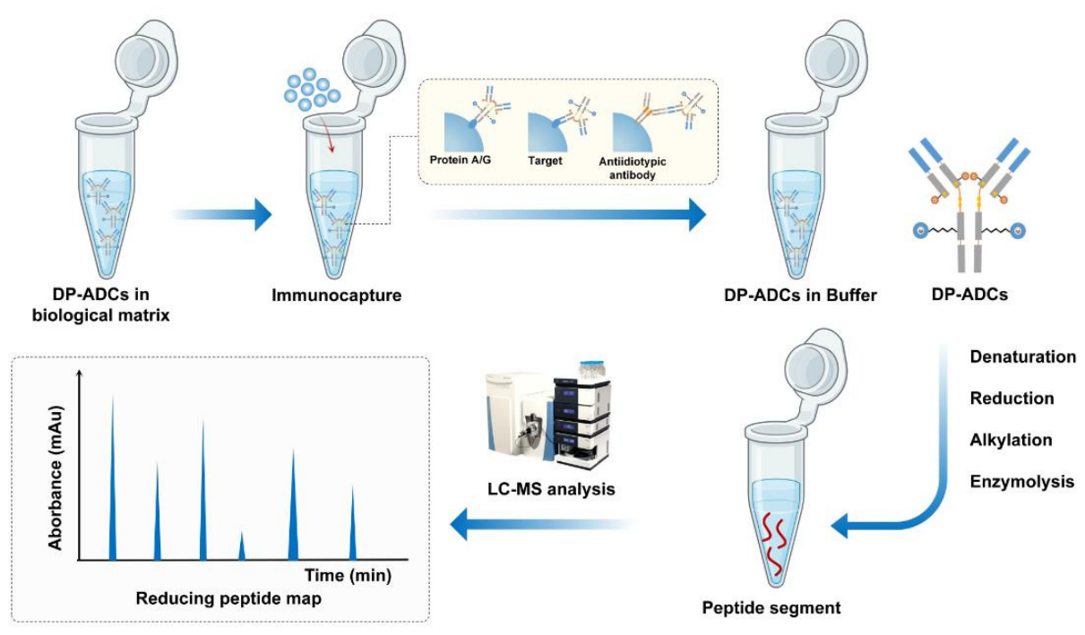 Advancements in Dual-Load Antibody–Drug Conjugates and Challenges