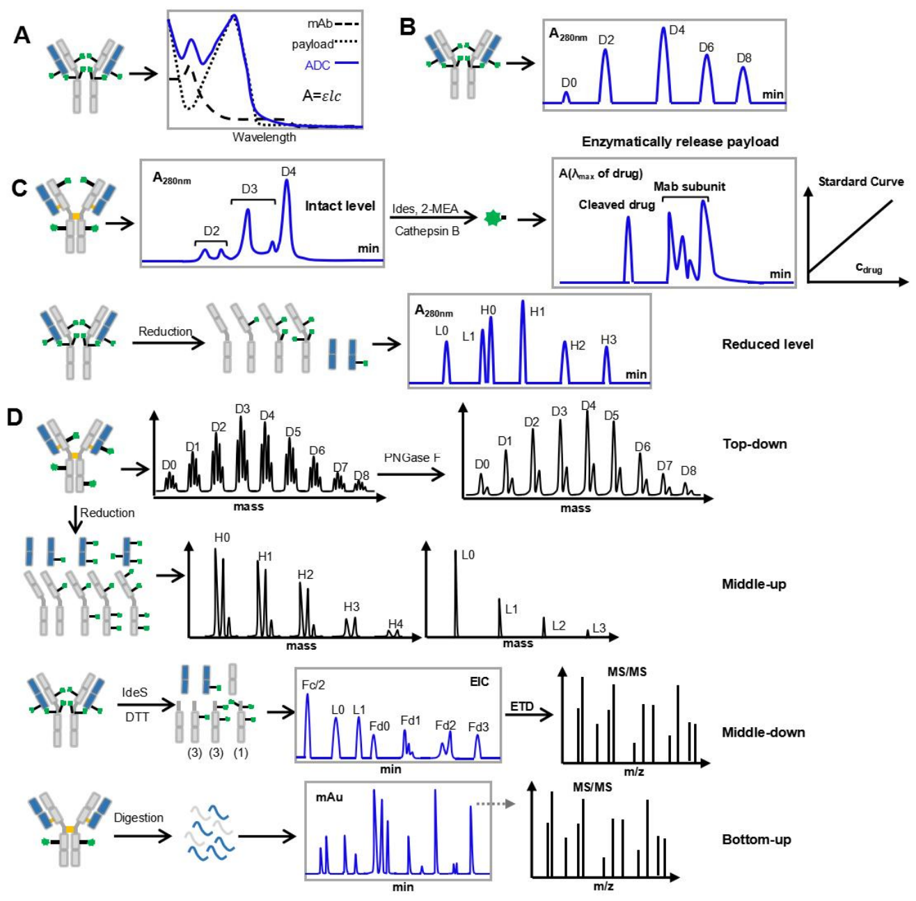 Advancements in Dual-Load Antibody–Drug Conjugates and Challenges