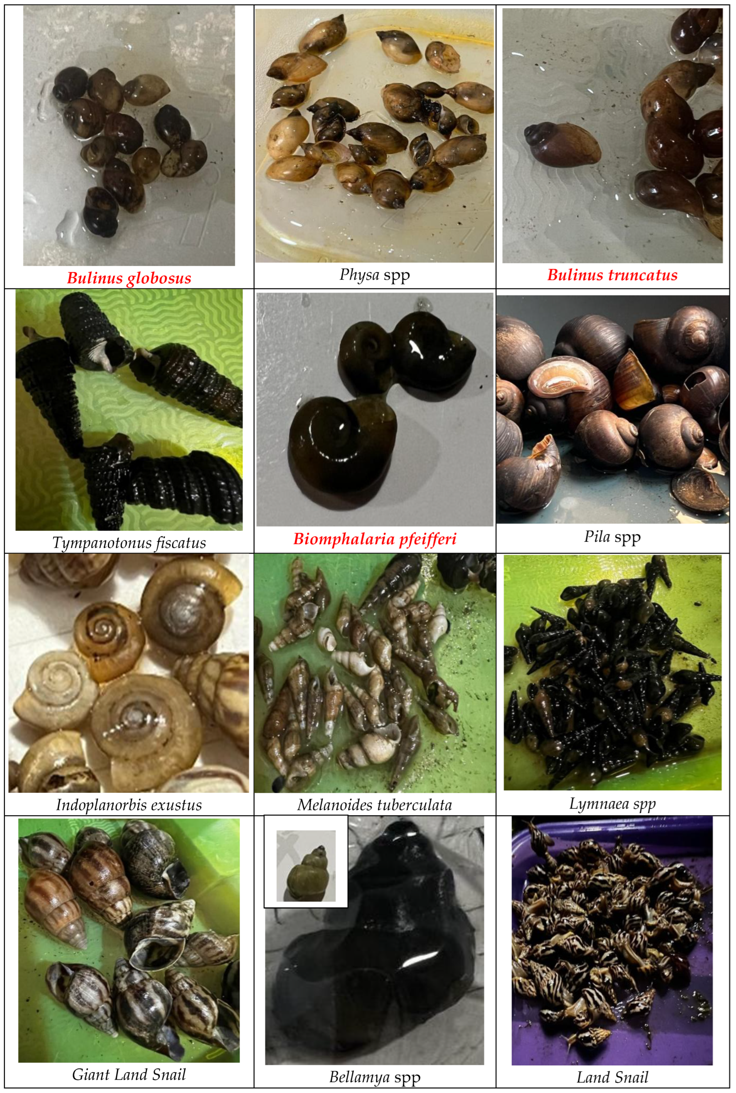 Preprints 191099 g010