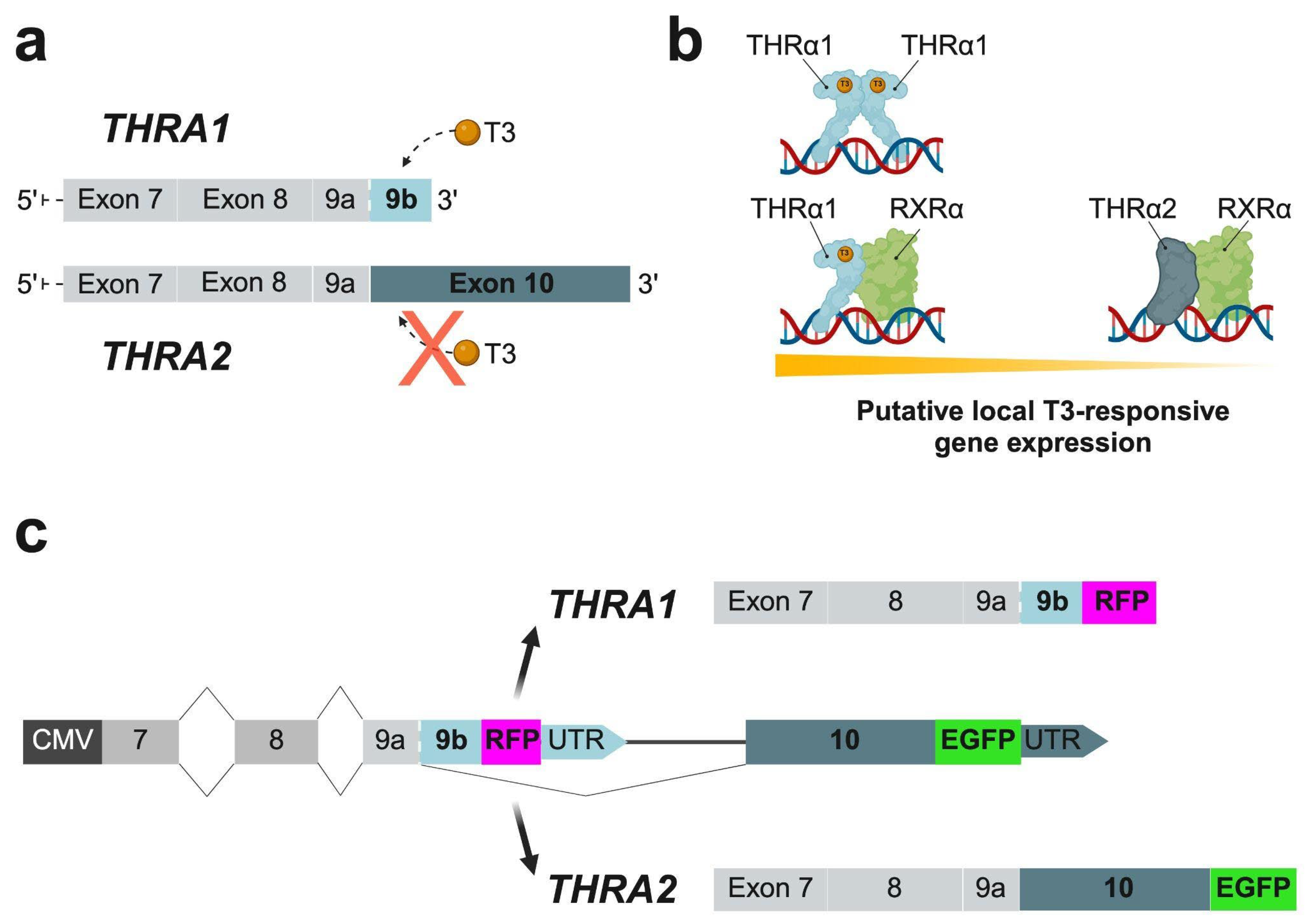 Preprints 139558 g001