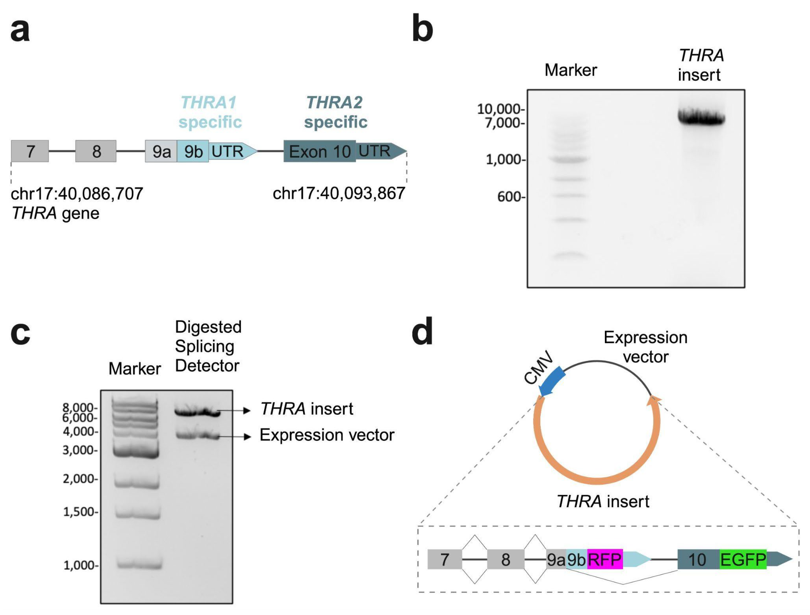 Preprints 139558 g002