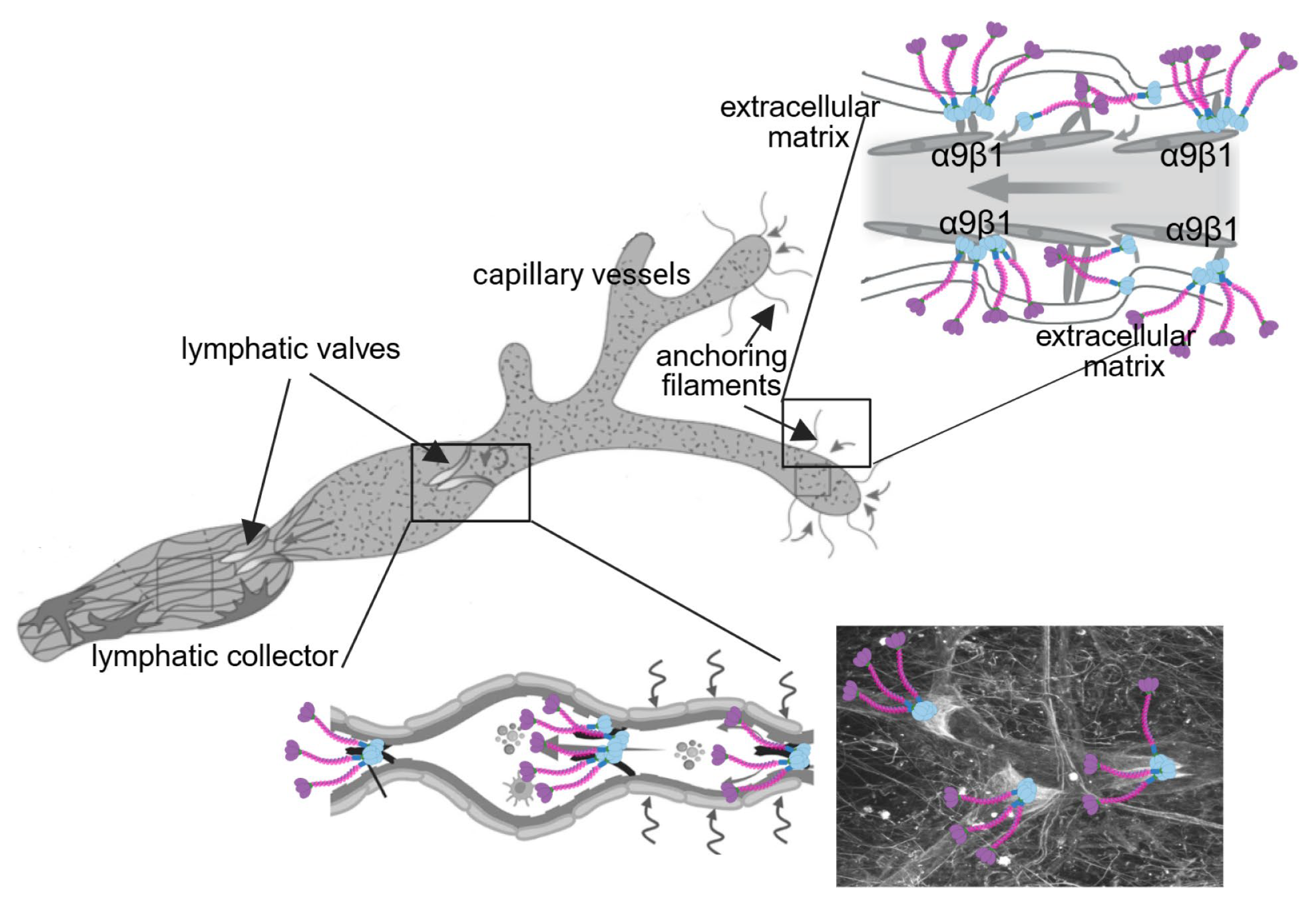Preprints 161740 g001