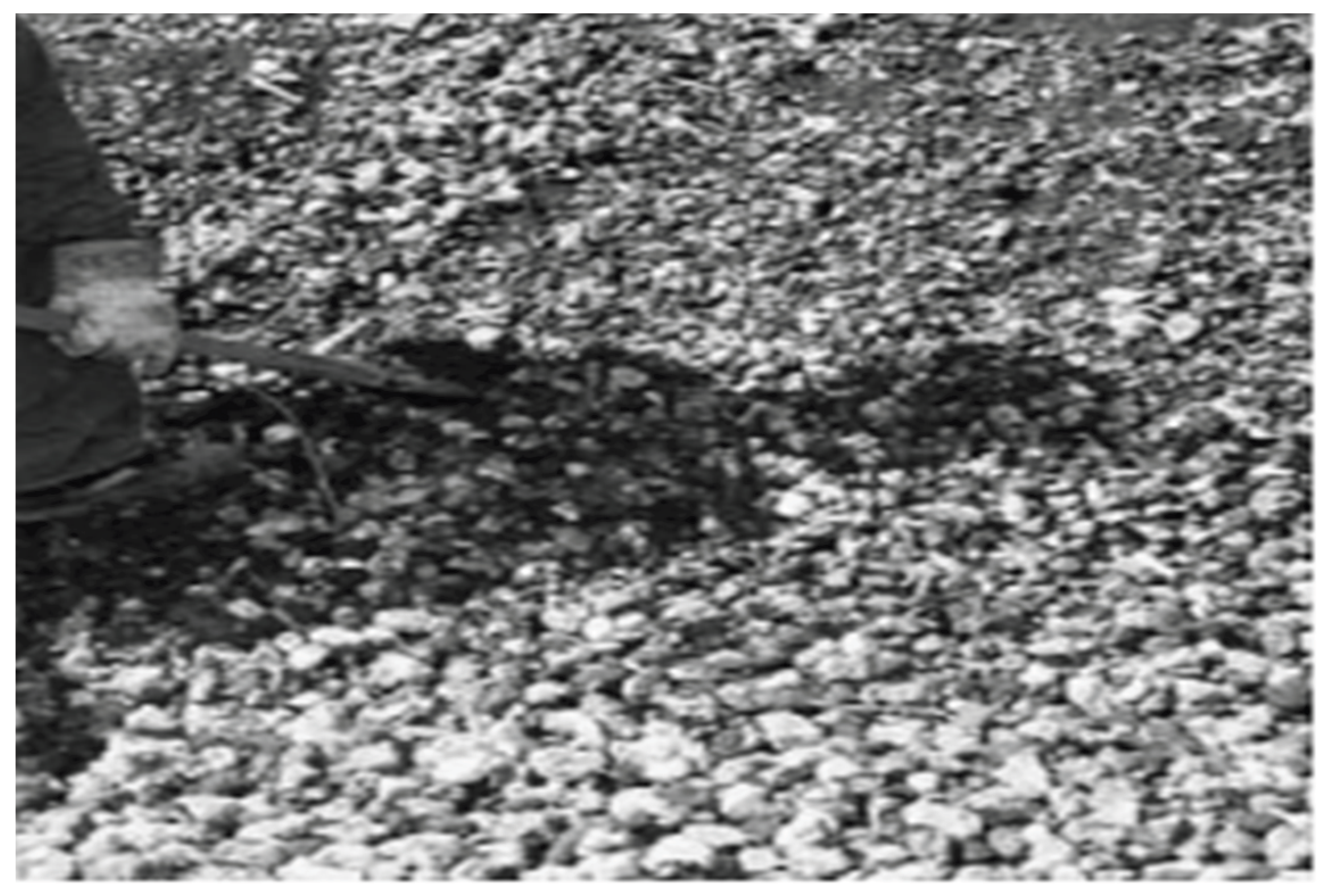 Preprints 166195 g011