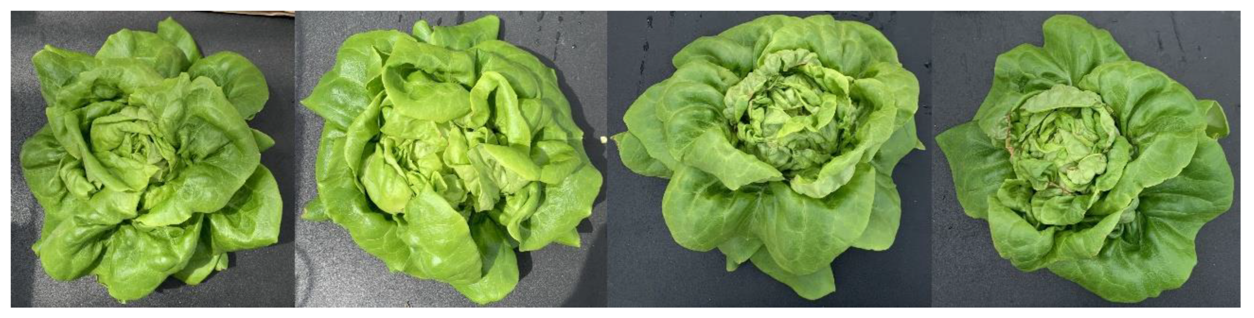 Preprints 158973 g004