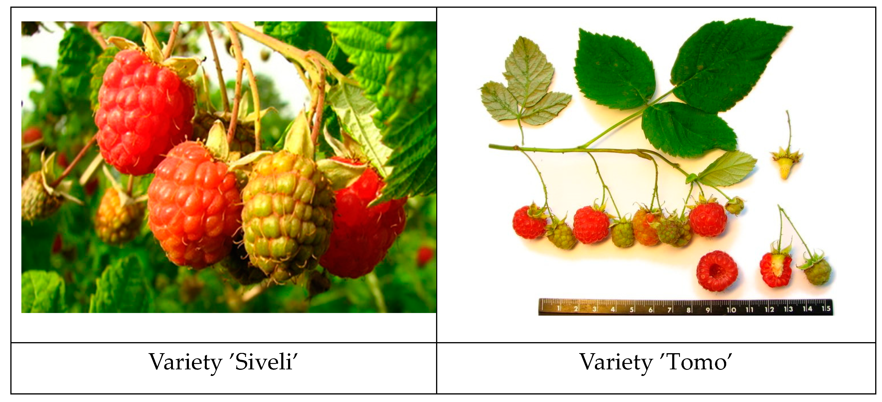 Preprints 119584 g0a1c