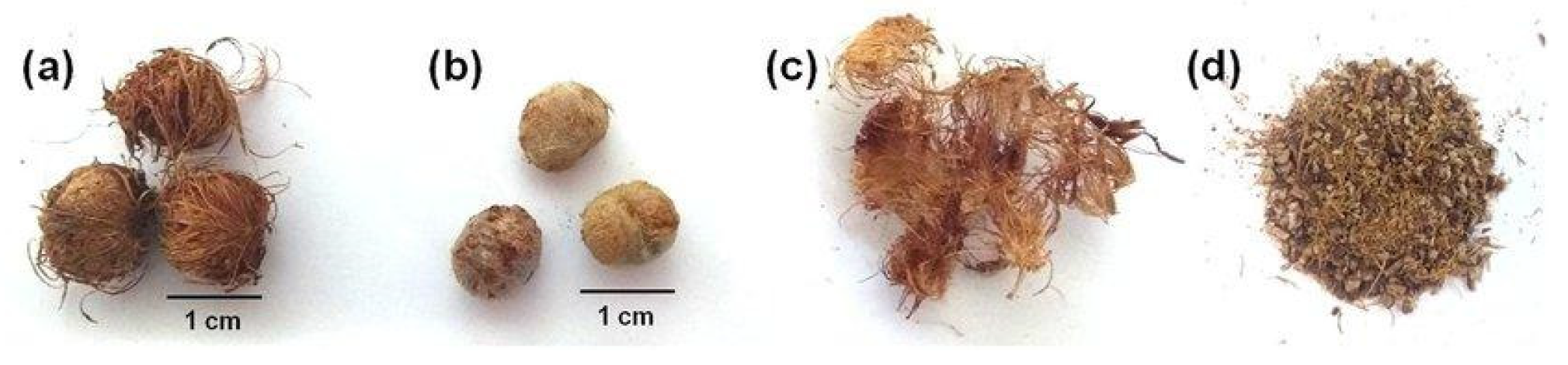 Preprints 146818 g006