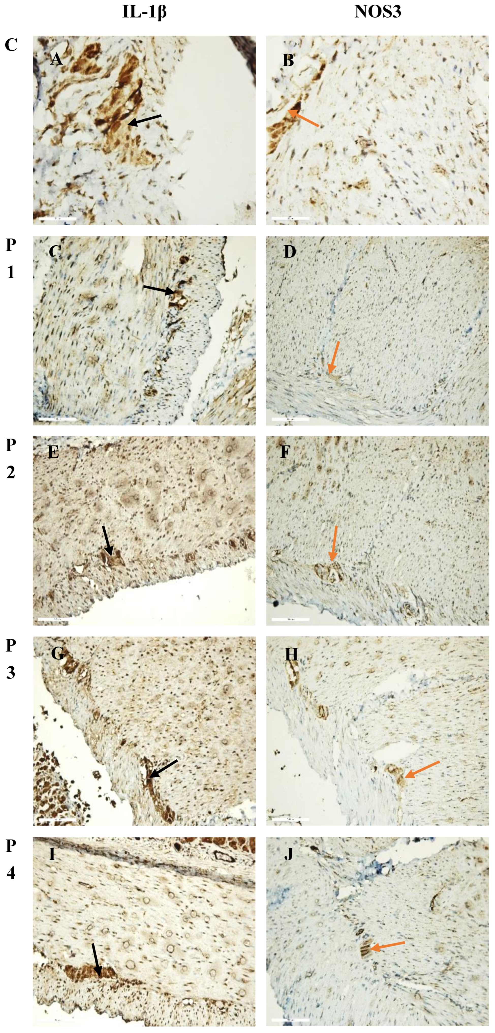 Preprints 155842 g001a