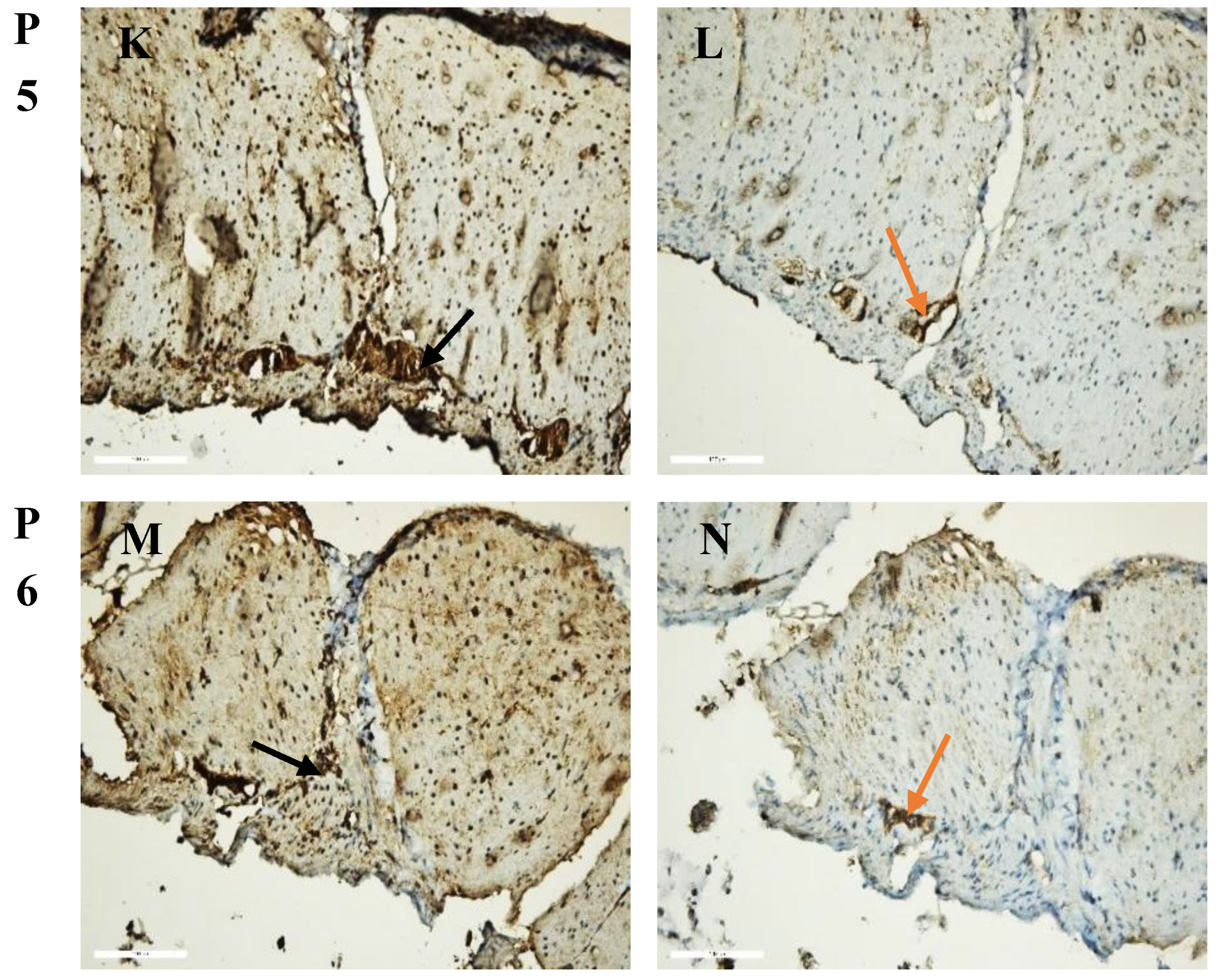 Preprints 155842 g001b