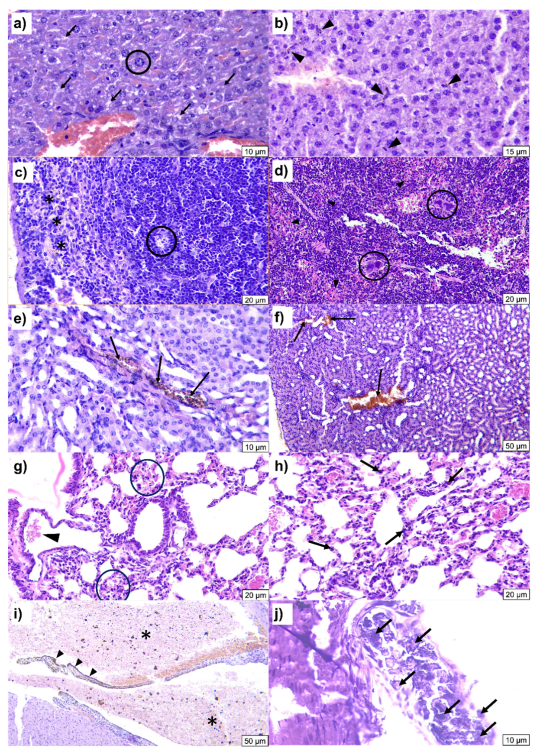 Preprints 218209 g003